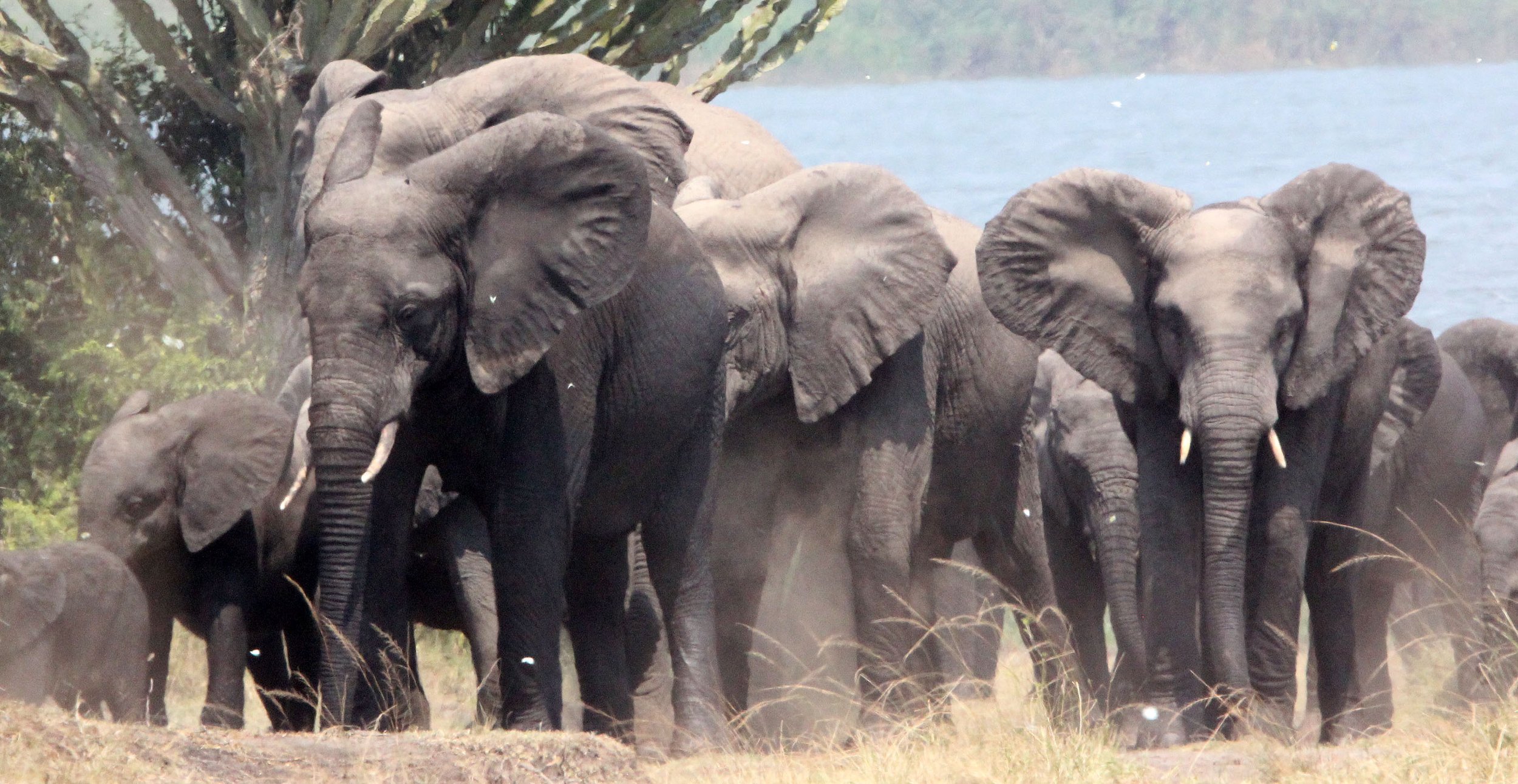 ELEPHANT - QUEEN ELIZABETH NATIONAL PARK UGANDA (33).JPG