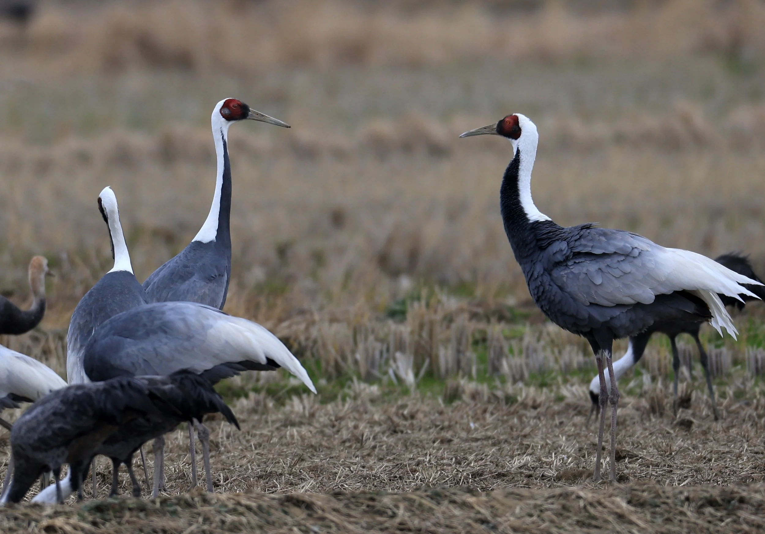 White-naped Crane (Antigone vipio) Izumi Crane Park & Center, Izumi Kagoshima Kyushu Japan (452).jpg