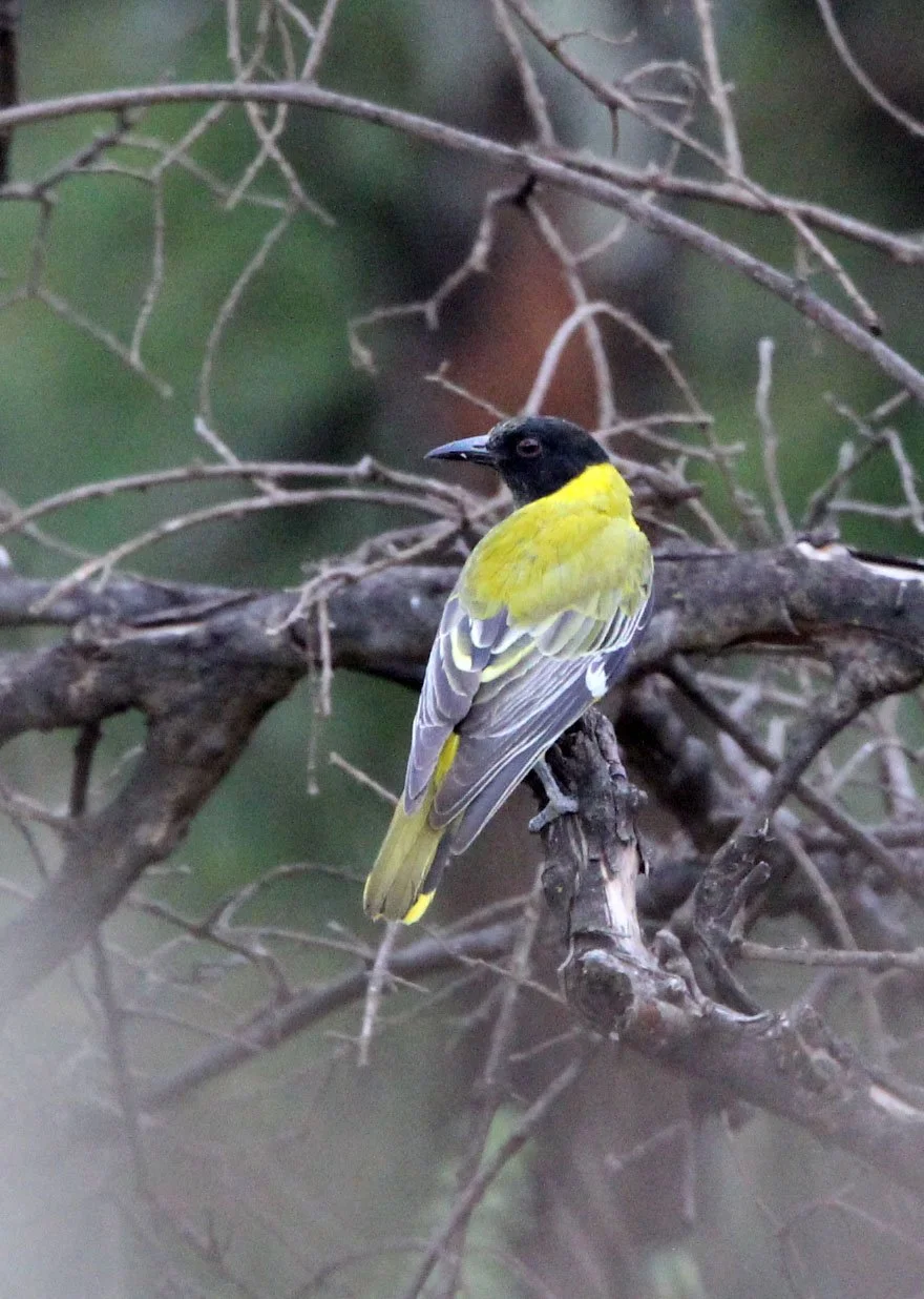 African Black-headed Oriole (Oriolus larvatus) Masai Mara NP Kenya (2).JPG