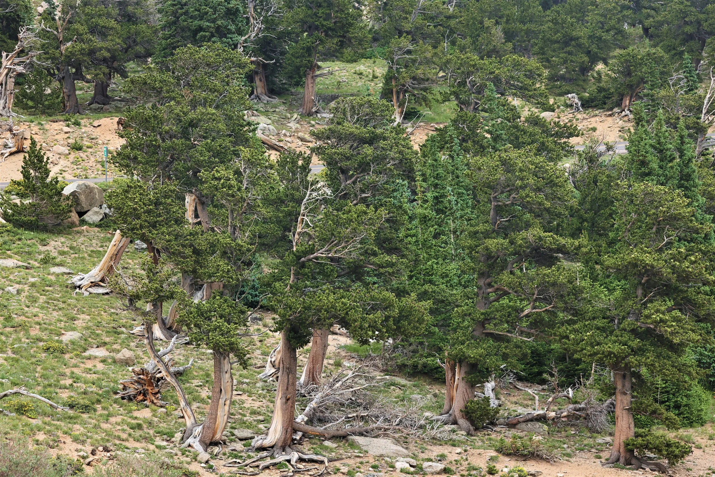 MOUNT EVANS SCENIC BYWAY, MOUNT EVANS ROCKY MOUNTAINS  (547).jpg