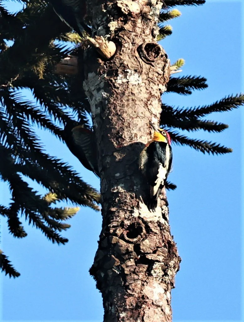 Woodpecker - Yellow-fronted Woodpecker - Melanerpes flavifrons - Carlos Botelho State Park, Sao Paulo State Brazil (1).jpg