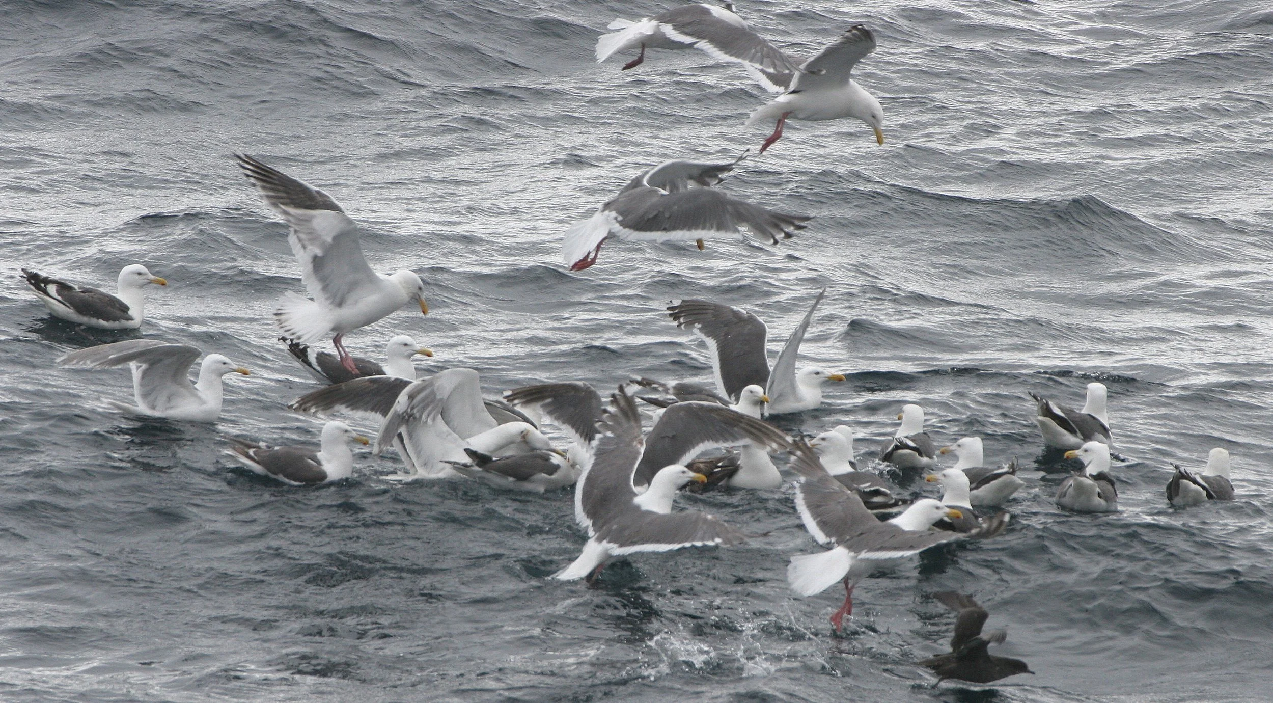 BIRD - GULL - SLATY-BACKED GULLS WITH NORTHERN FULNMAR AND SOOTY SHEARWATERS IN KURIL ISLANDS (5).jpg