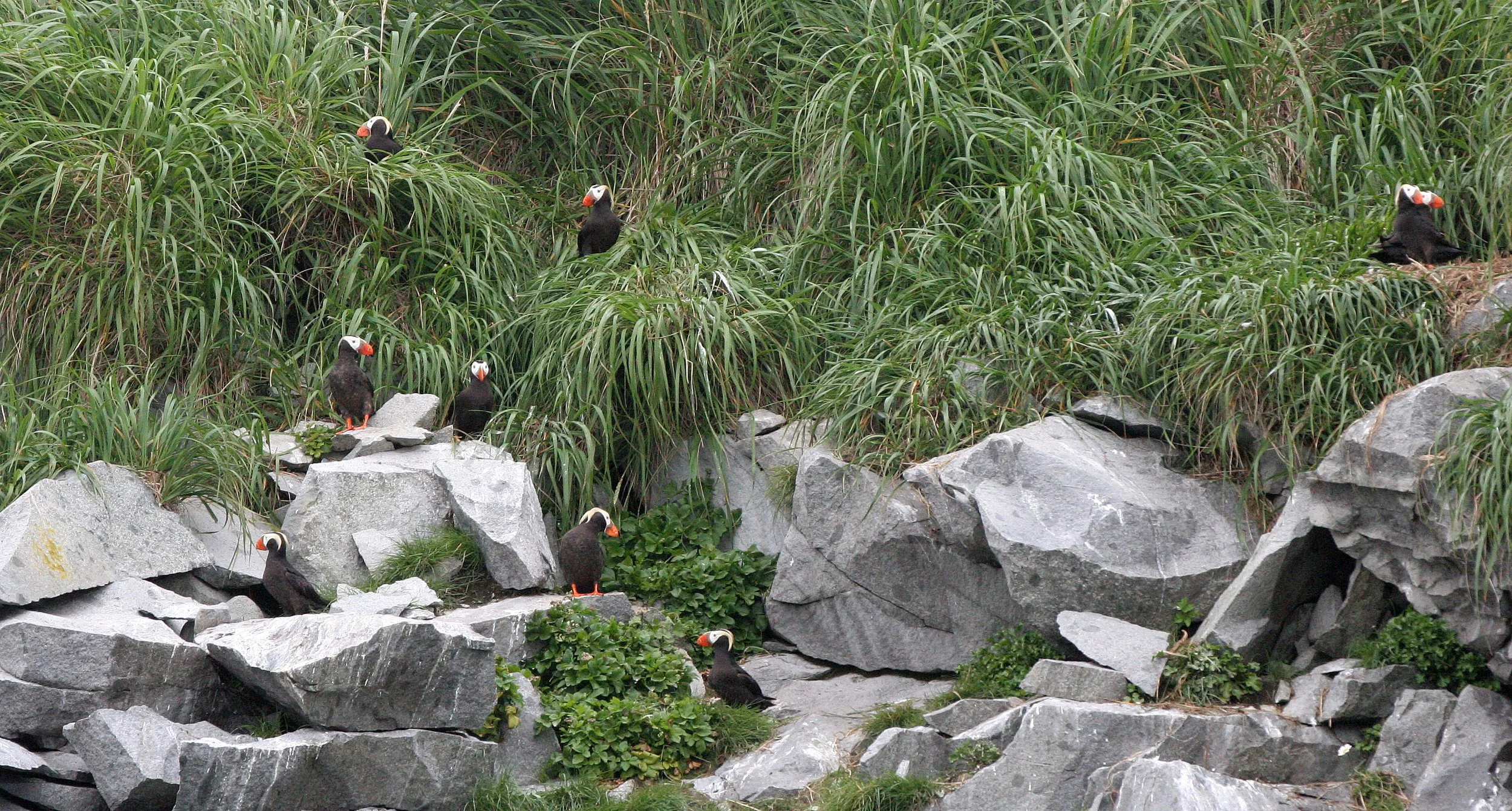 Fratercula cirrhata - TUFTED PUFFIN - COAST OF KAMCHATKA (65).jpg