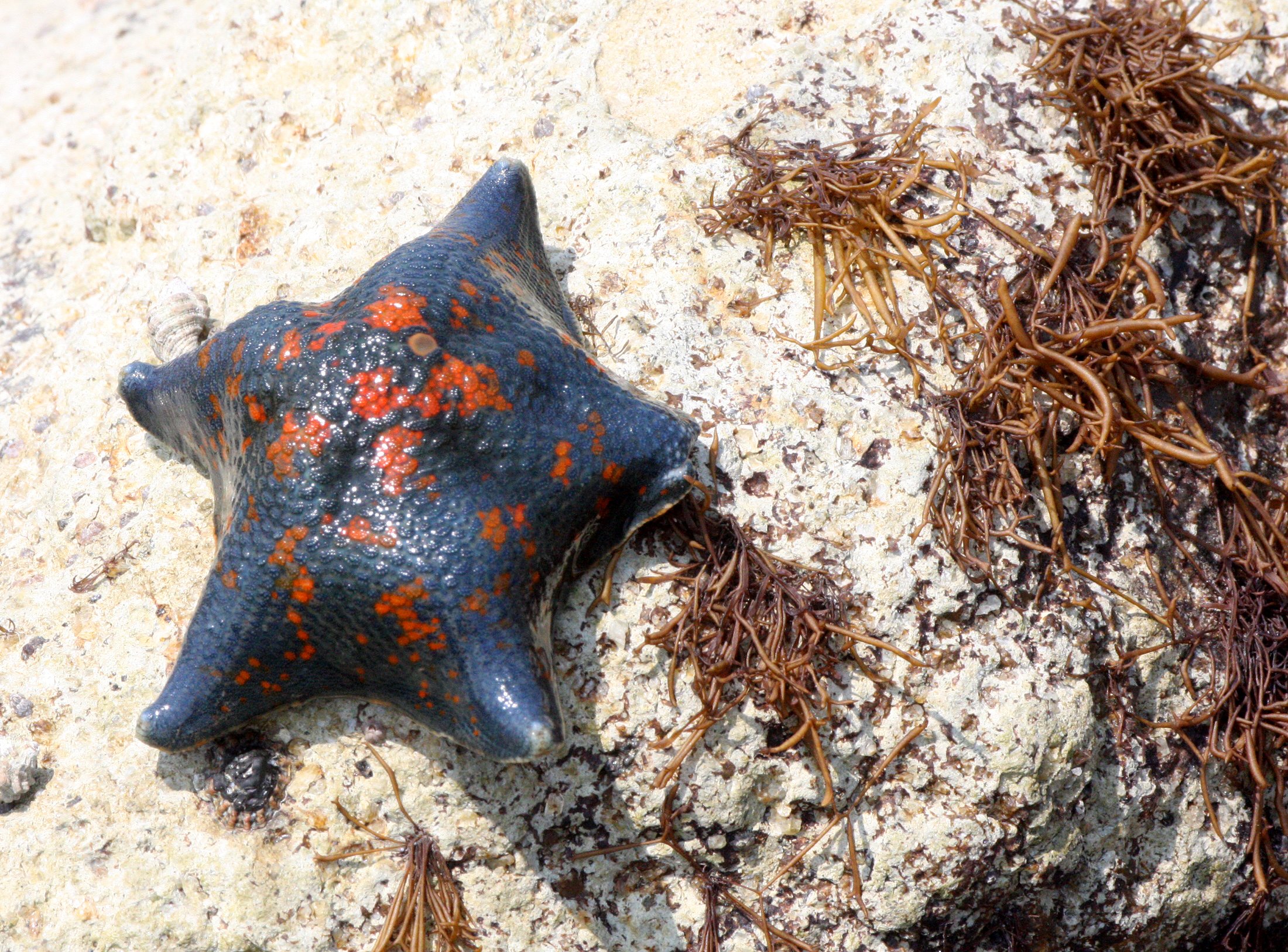 INVERT - ECHINODERM - BAT STAR - MUTSU HARBOR (2).JPG