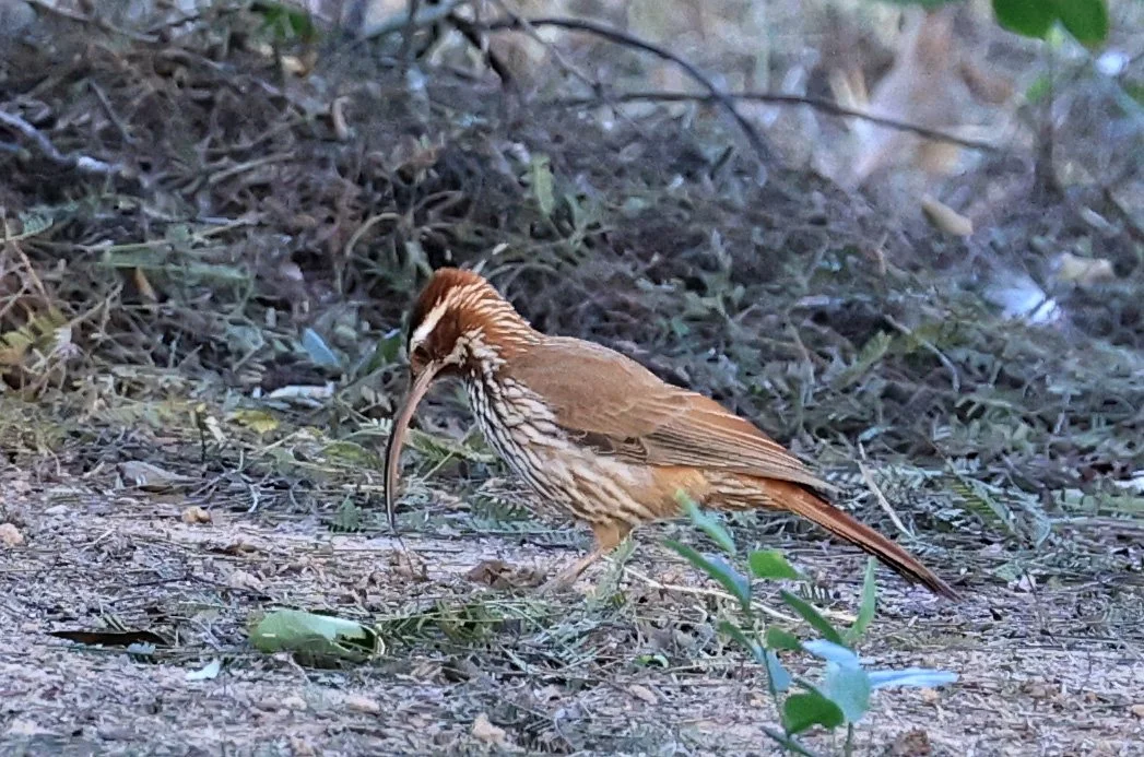 Scimitar-billed Woodcreeper (Drymornis bridgesii) Hotel Iparoma Campestre Paraguay (10).jpg
