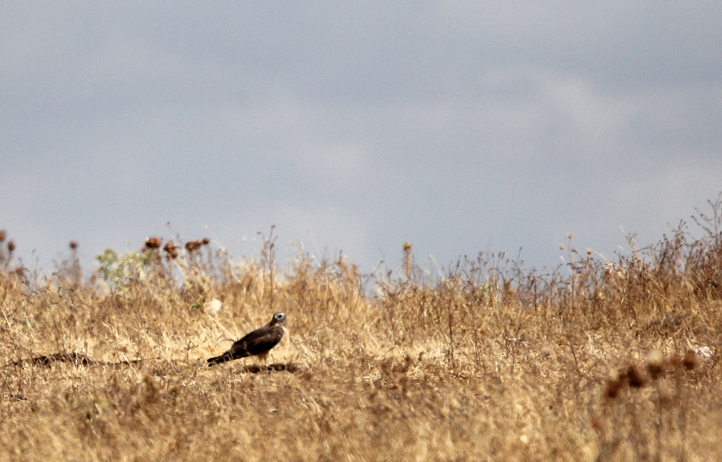Circus pygargus - MONTAGU'S HARRIER - MALPARTIDA MIRABEL GRASSLANDS SPAIN (12).JPG