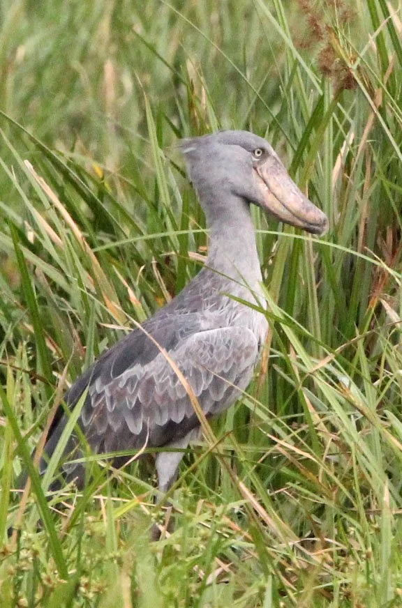 BIRD - STORK - SHOEBILL STORK - MURCHISON FALLS NATIONAL PARK UGANDA (1).JPG