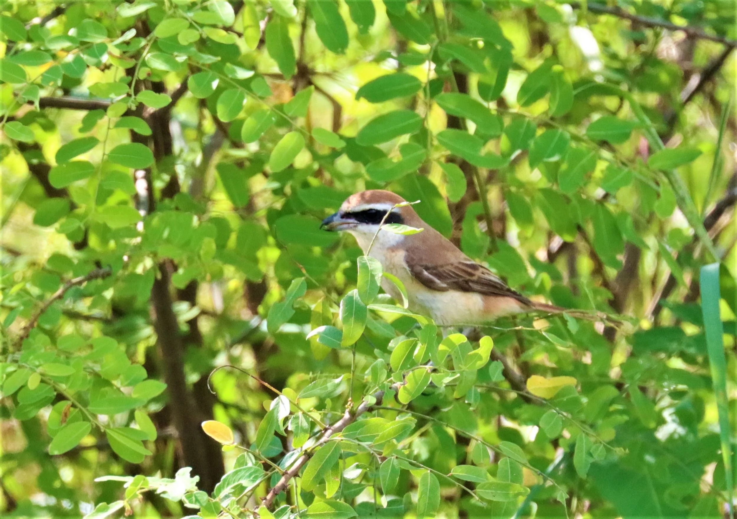 Brown Shrike (Lanius cristatus) Pathum Thani Rice Research Center Thailand (8).jpg