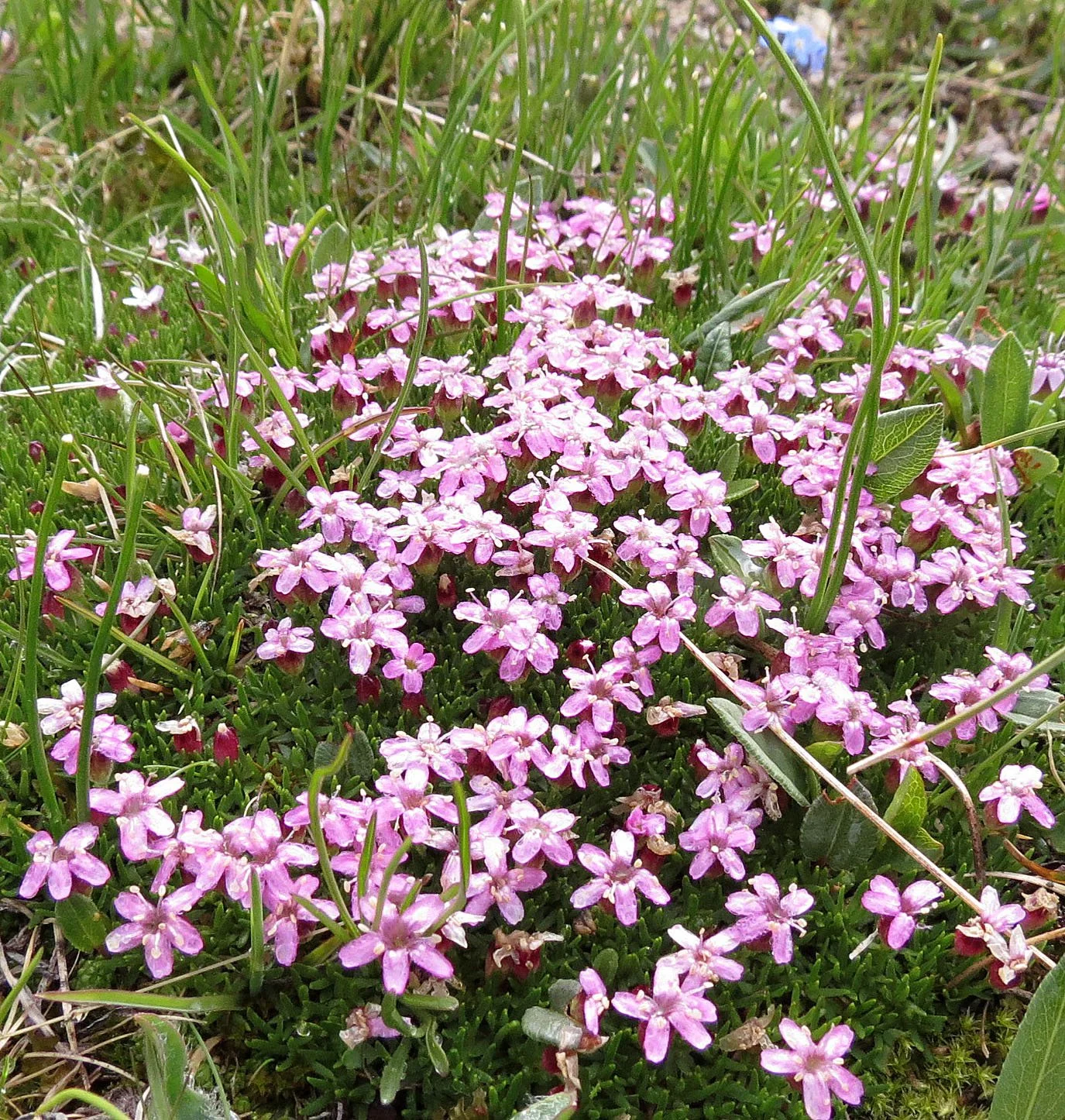 STELVIO NATIONAL PARK ITALY (34).JPG
