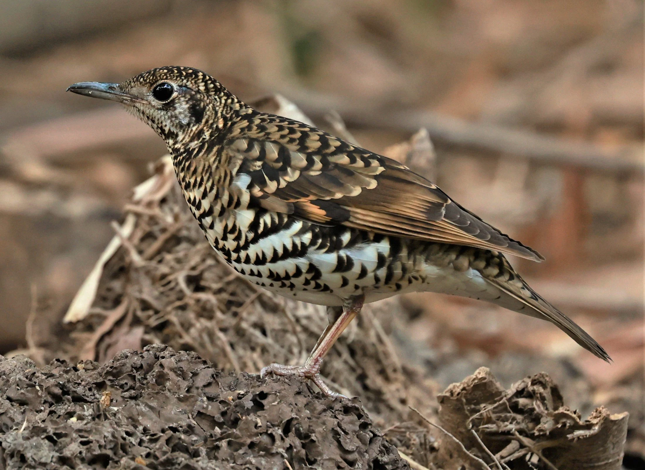 White's Thrush (Zoothera aurea) Putthamonthon Park Nakhon Pathom Thailand (88).jpg