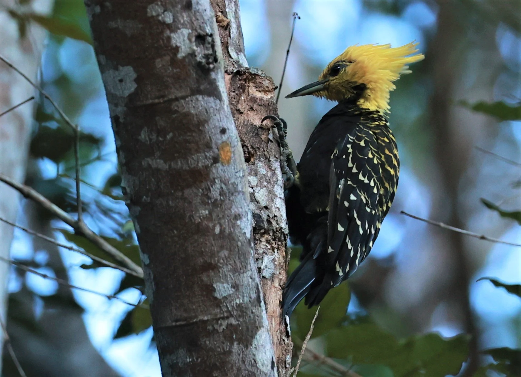 Woodpecker - Blonde-crested Woodpecker - Celeus flavescens - Espirito Santo, Santa Teresa, Pousada Vita Verde (8).jpg
