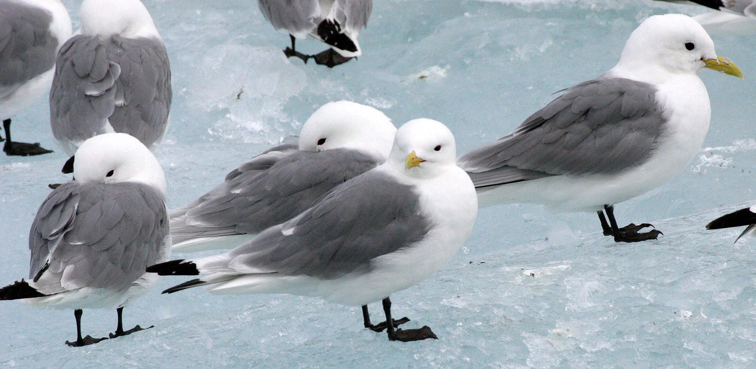 BIRD - KITTIWAKE - BLACK-LEGGED - SVALBARD (37).jpg