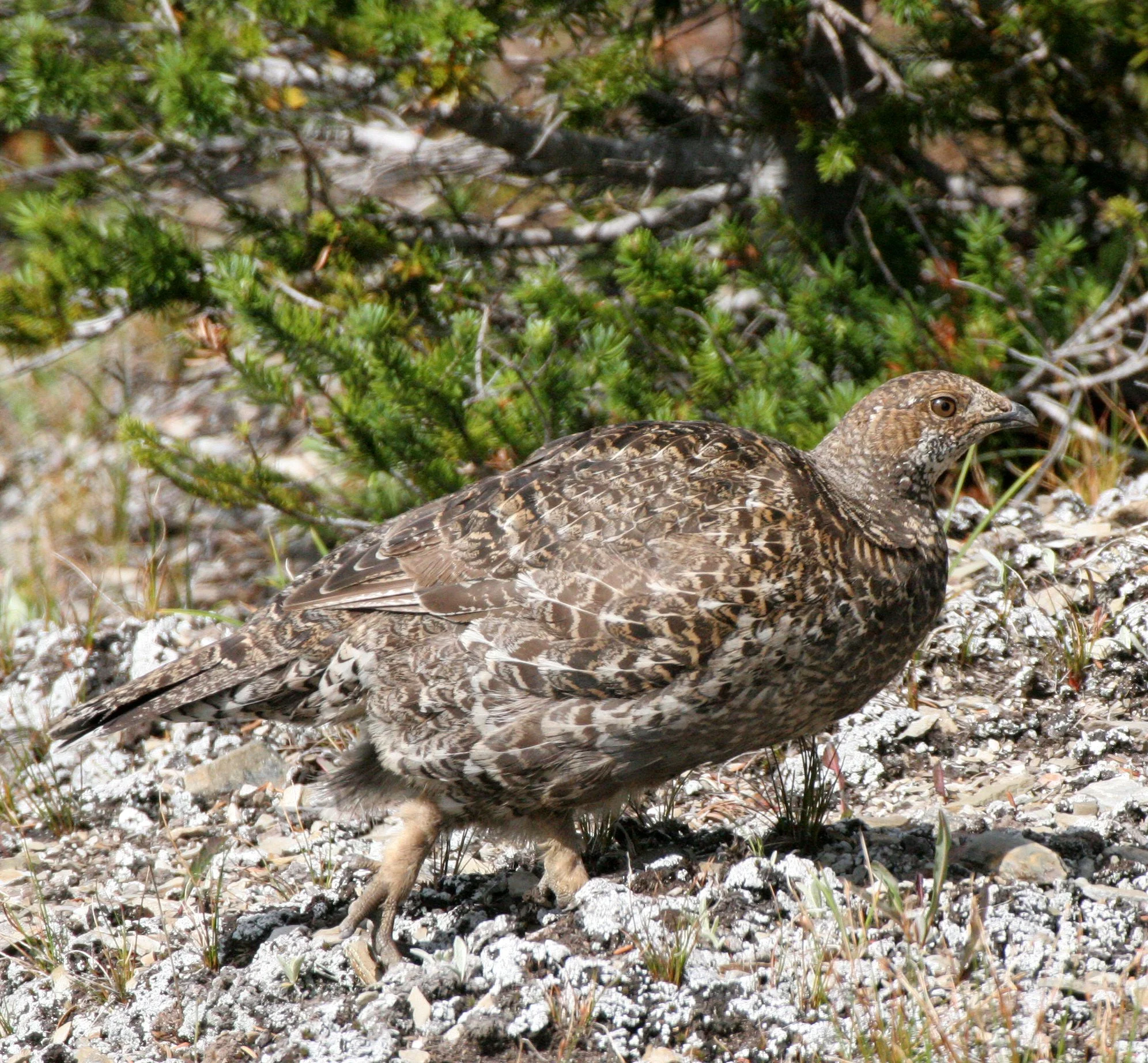 BIRD - GROUSE - BLUE-GROUSE - OLYMPIC NATIONAL PARK (7).JPG