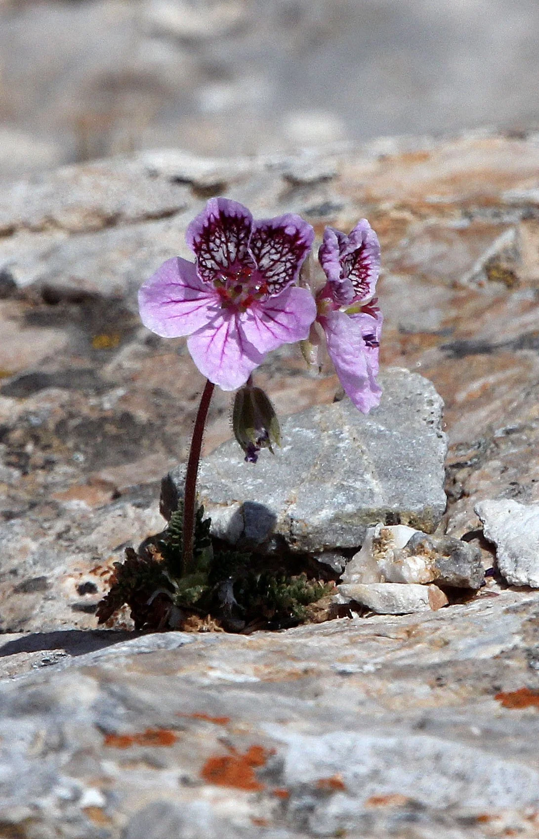 SIERRA NEVADA NATIONAL PARK SPAIN (78).JPG