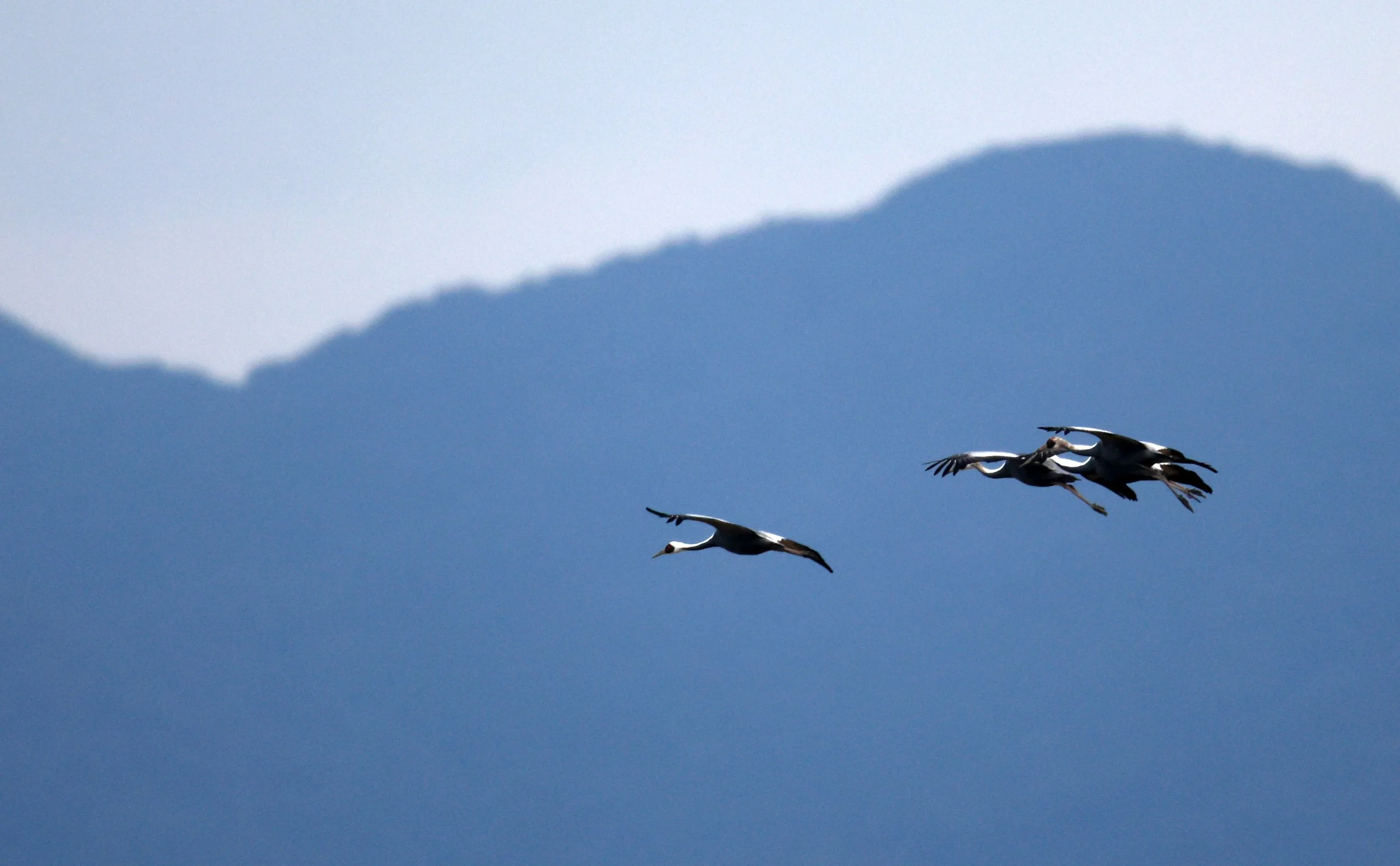 White-naped Crane (Antigone vipio) Izumi Crane Park & Center, Izumi Kagoshima Kyushu Japan (73).jpg