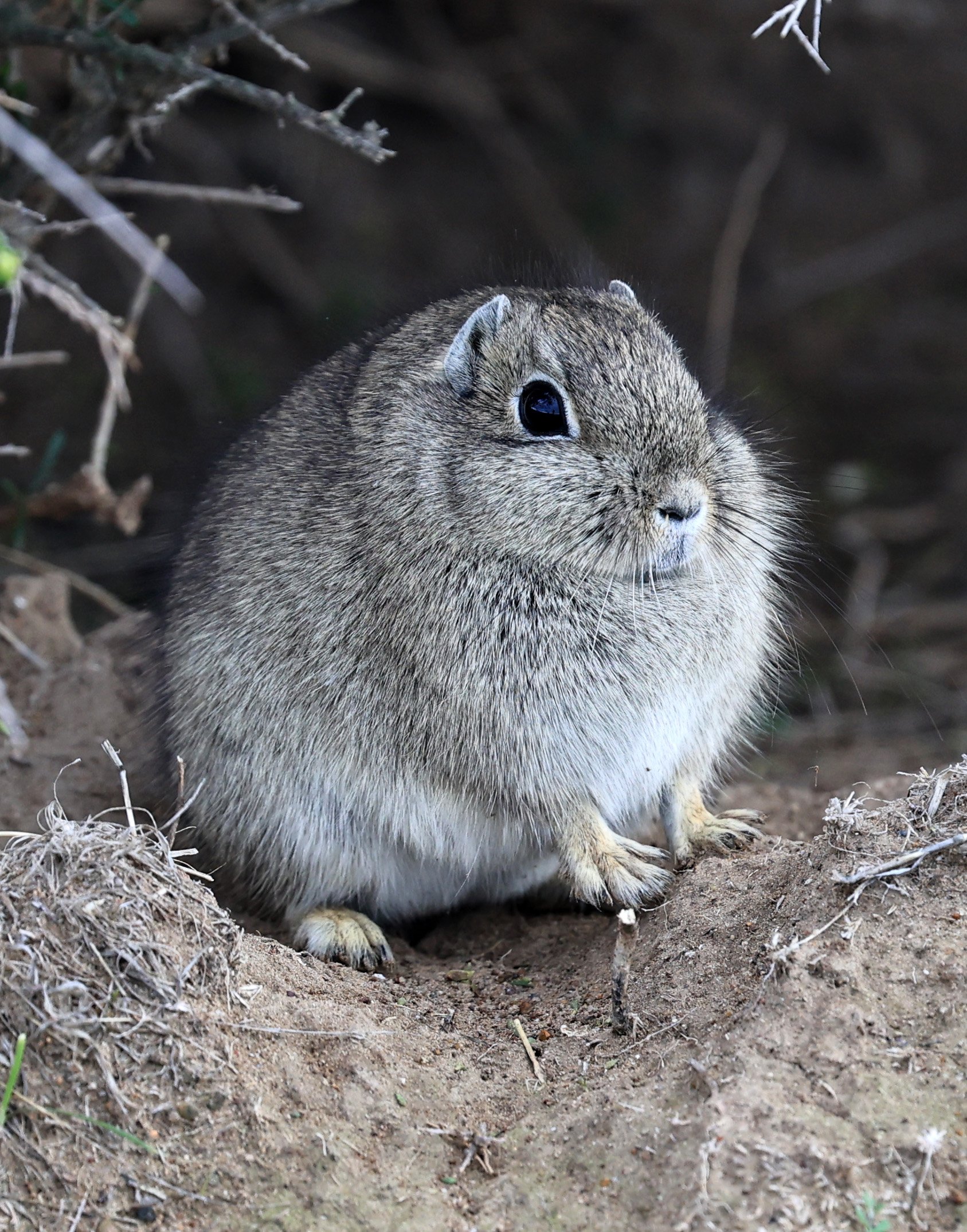 Southern Mountain Cavy (Microcavia australis) Valdes Peninsula, Chubut Province, Argentina Day 2 (1 (35).jpg