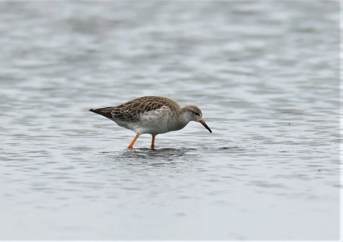 RUFF - Philomachus pugnax - BANG PAKONG SALT PANS CHACHOENGSAO WEST OF RIVER Sep 25 2021 (10).jpg