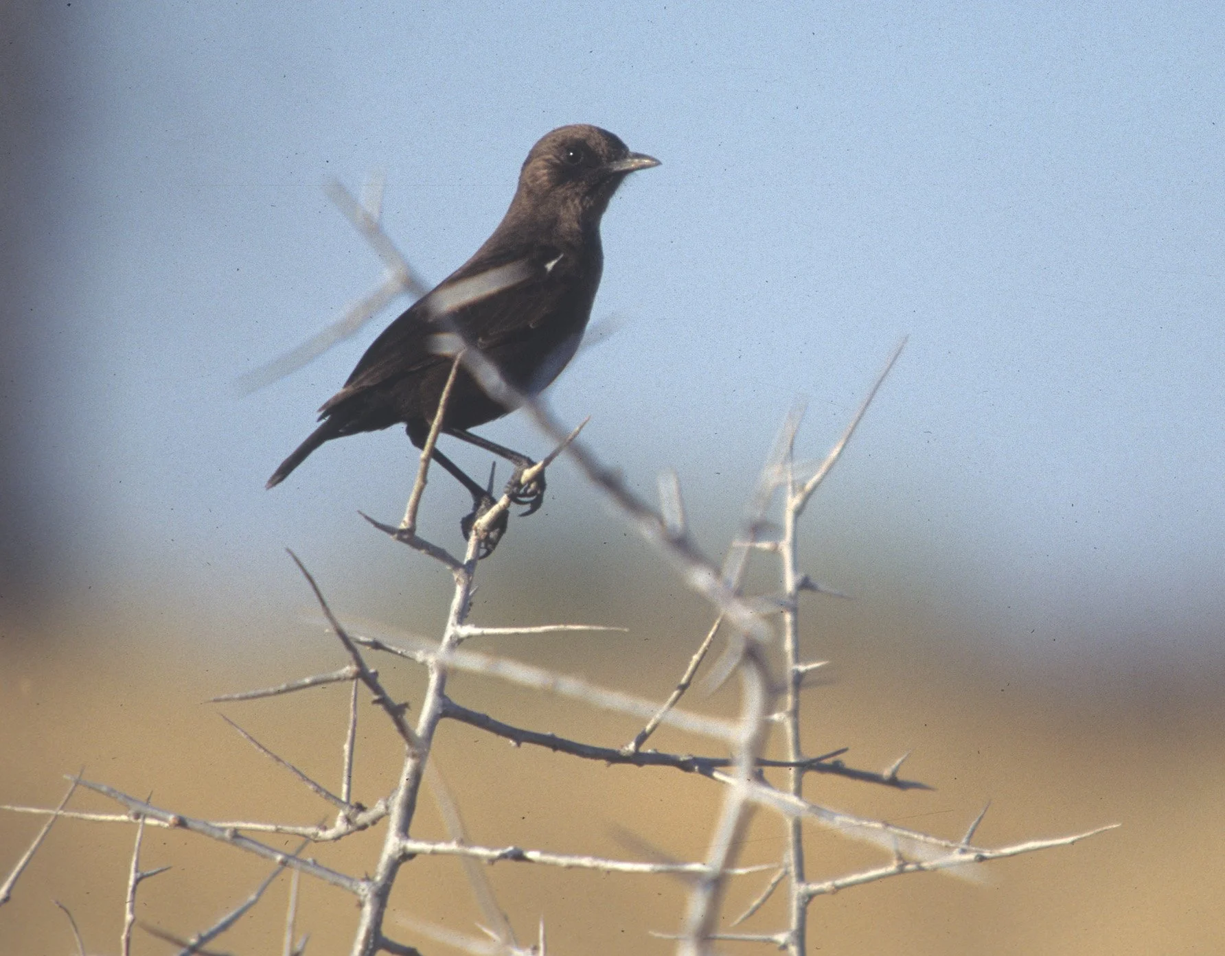 BIRDS - ANTEATING CHAT - KALAHARI A.jpg