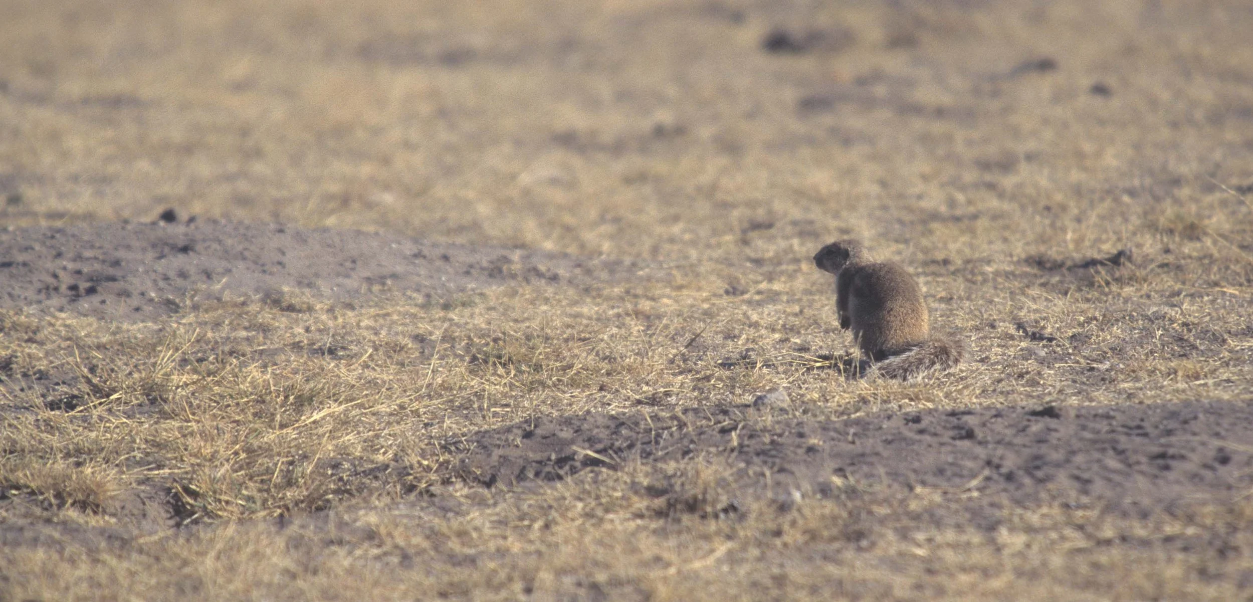 RODENTIA - CAPE GROUND SQUIRREL - RSA.jpg
