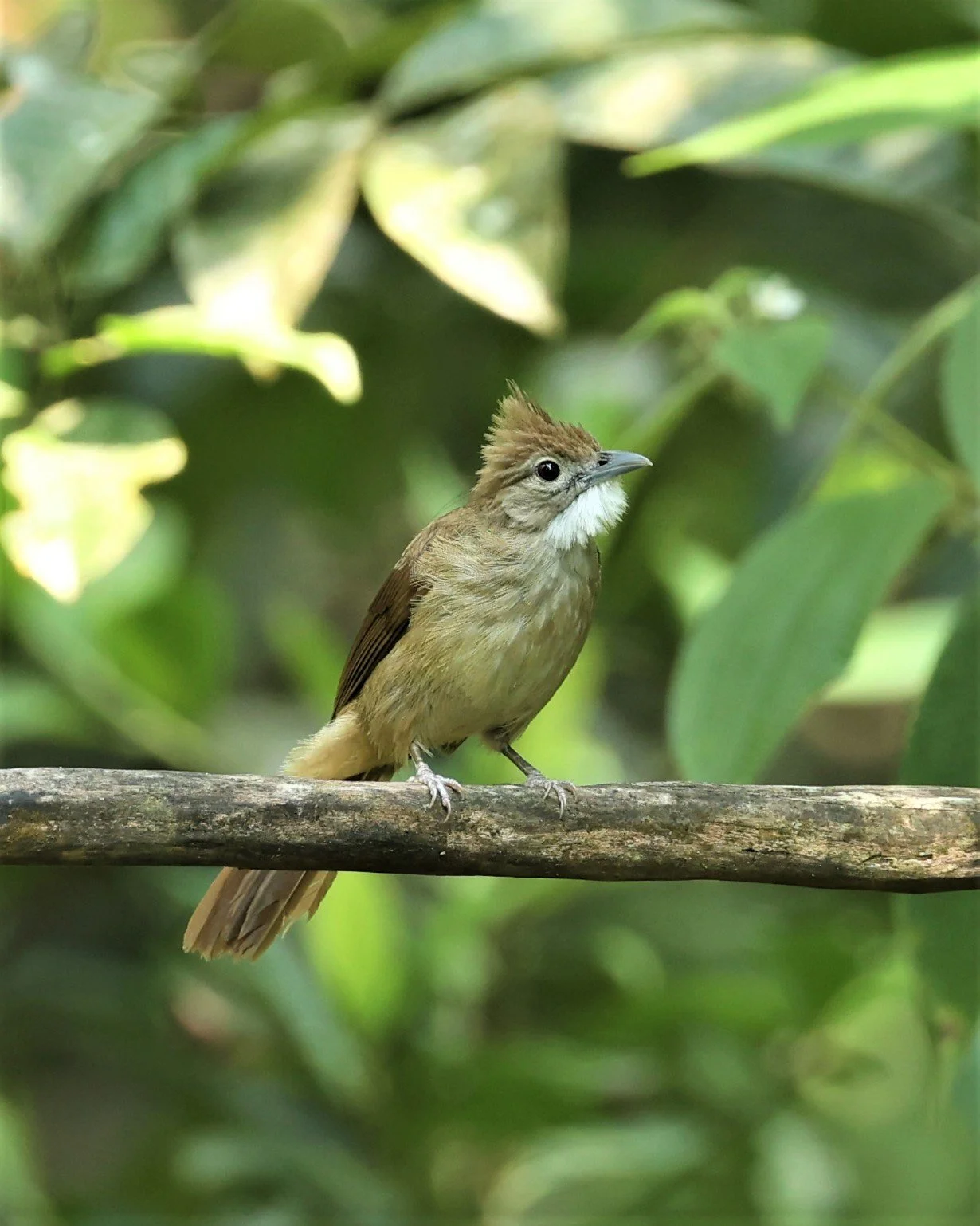 BULBUL - PUFF-THROATED BULBUL - Alophoixus pallidus - SRI PHANG NGA AREA SONGKRAN 2022 (13).jpg
