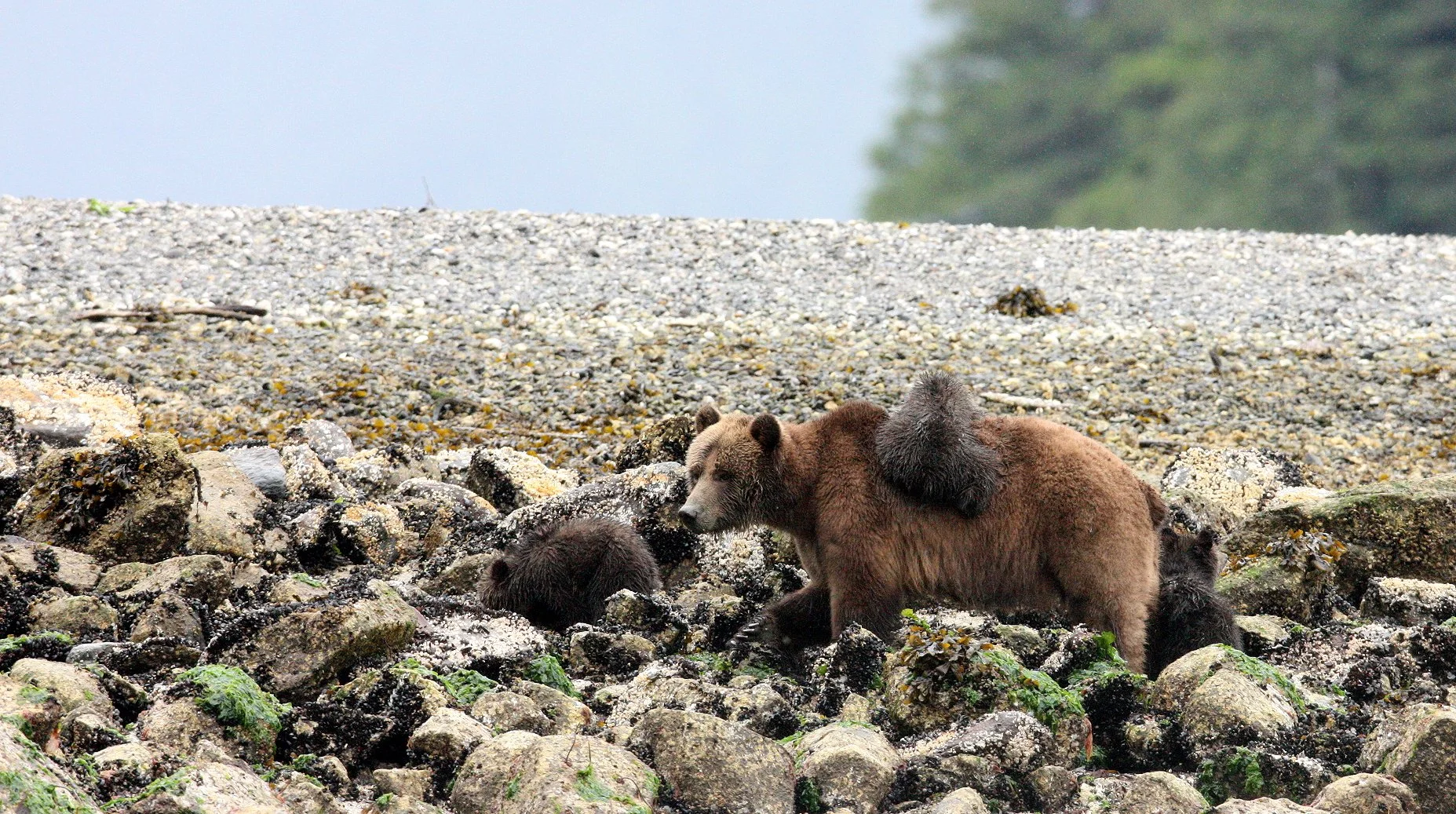 Ursus arctos stikeenensis - STICKEEN'S GRIZZLY BEAR - MOM AND HER FIRST YEAR CUBS - KNIGHT'S INLET BRITISH COLUMBIA (337).JPG