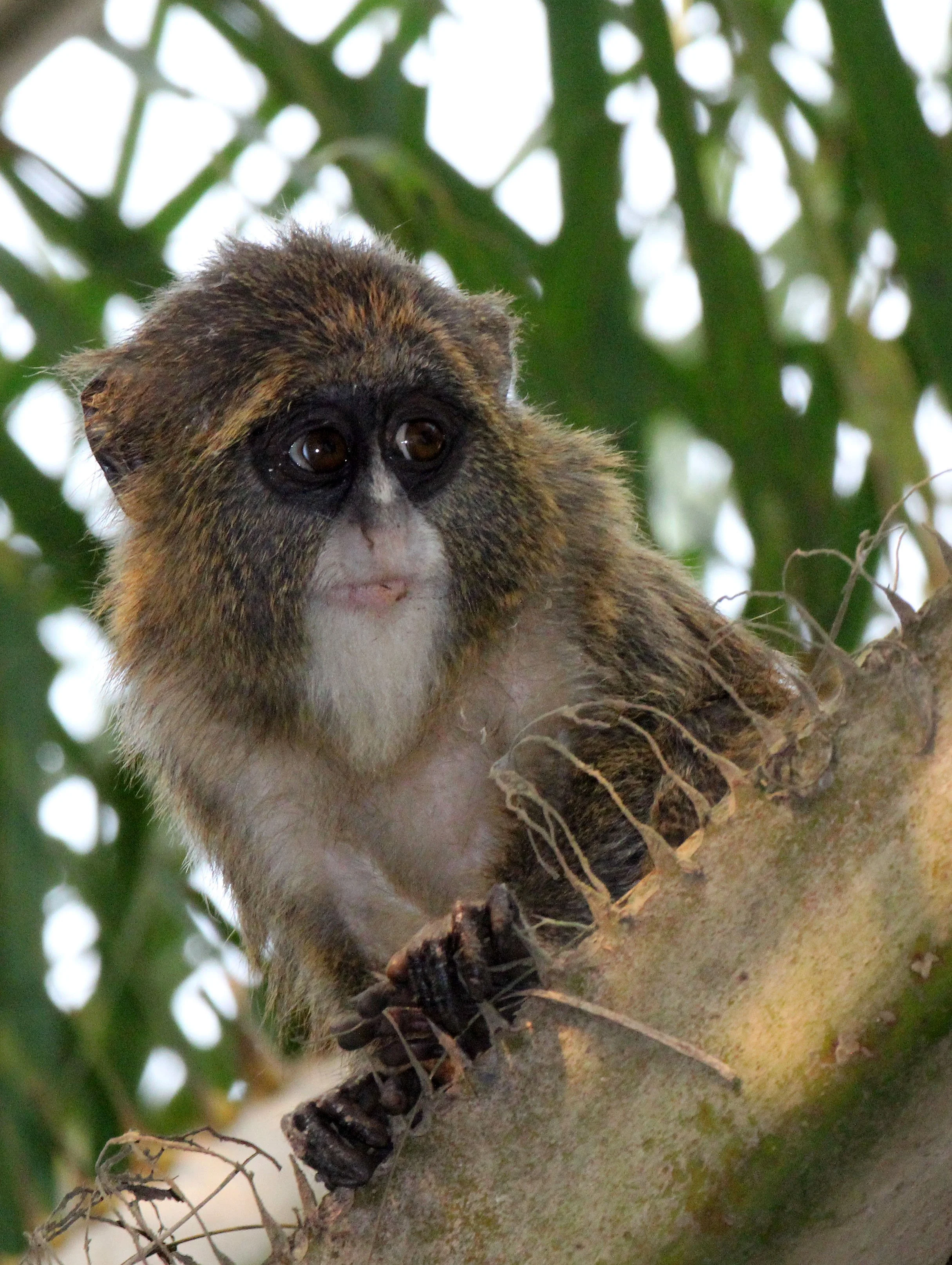CERCOPITHECIDAE - Cercopithecus neglectus - DE BRAZZA'S MONKEY - BAYANGA VILLAGE -DZANGA NDOKI NATIONAL PARK CENTRAL AFRICAN REPUBLIC (43).JPG