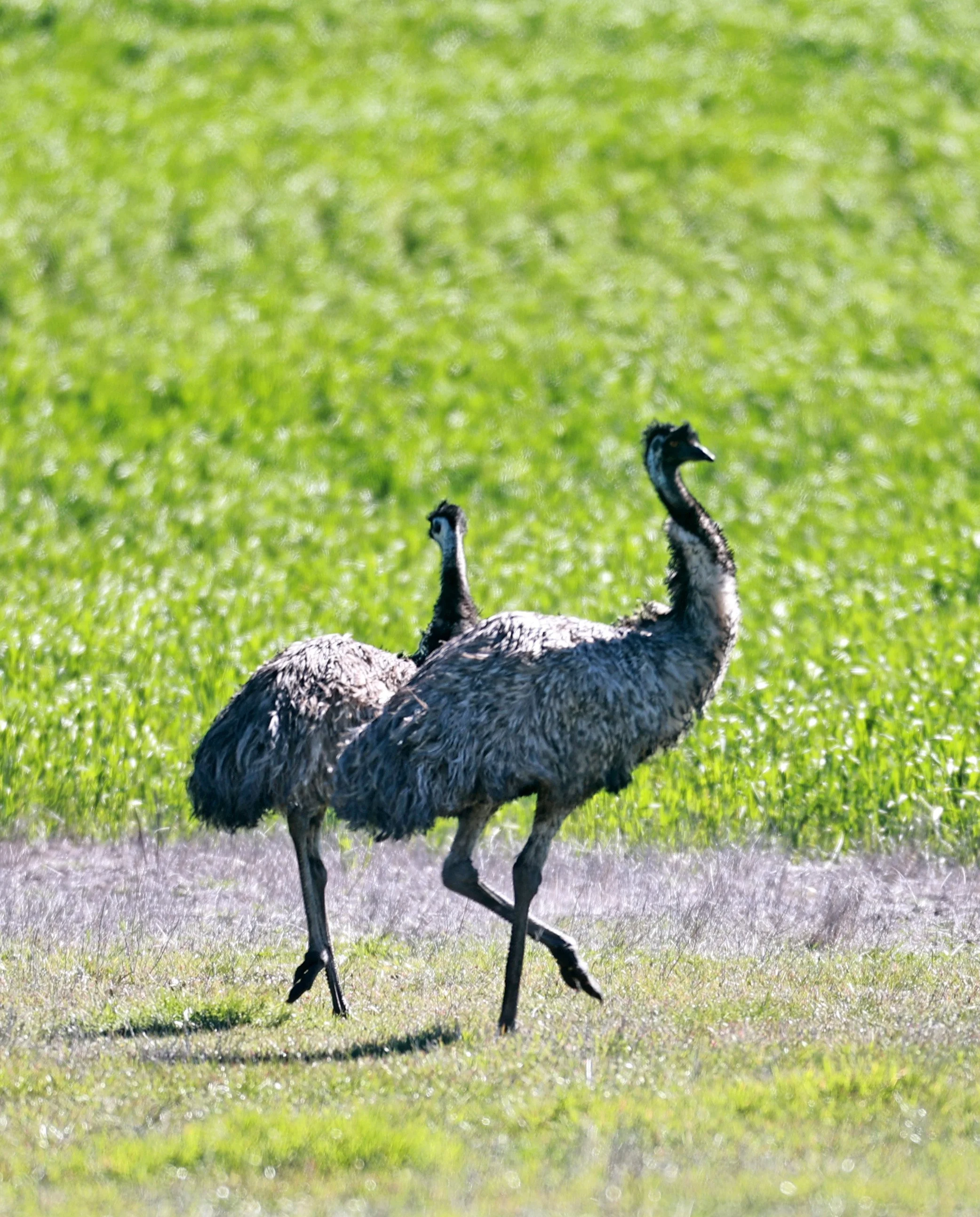 Emu (Dromaius novaehollandiae) Stirling Range NP - Western Australia (7).jpg