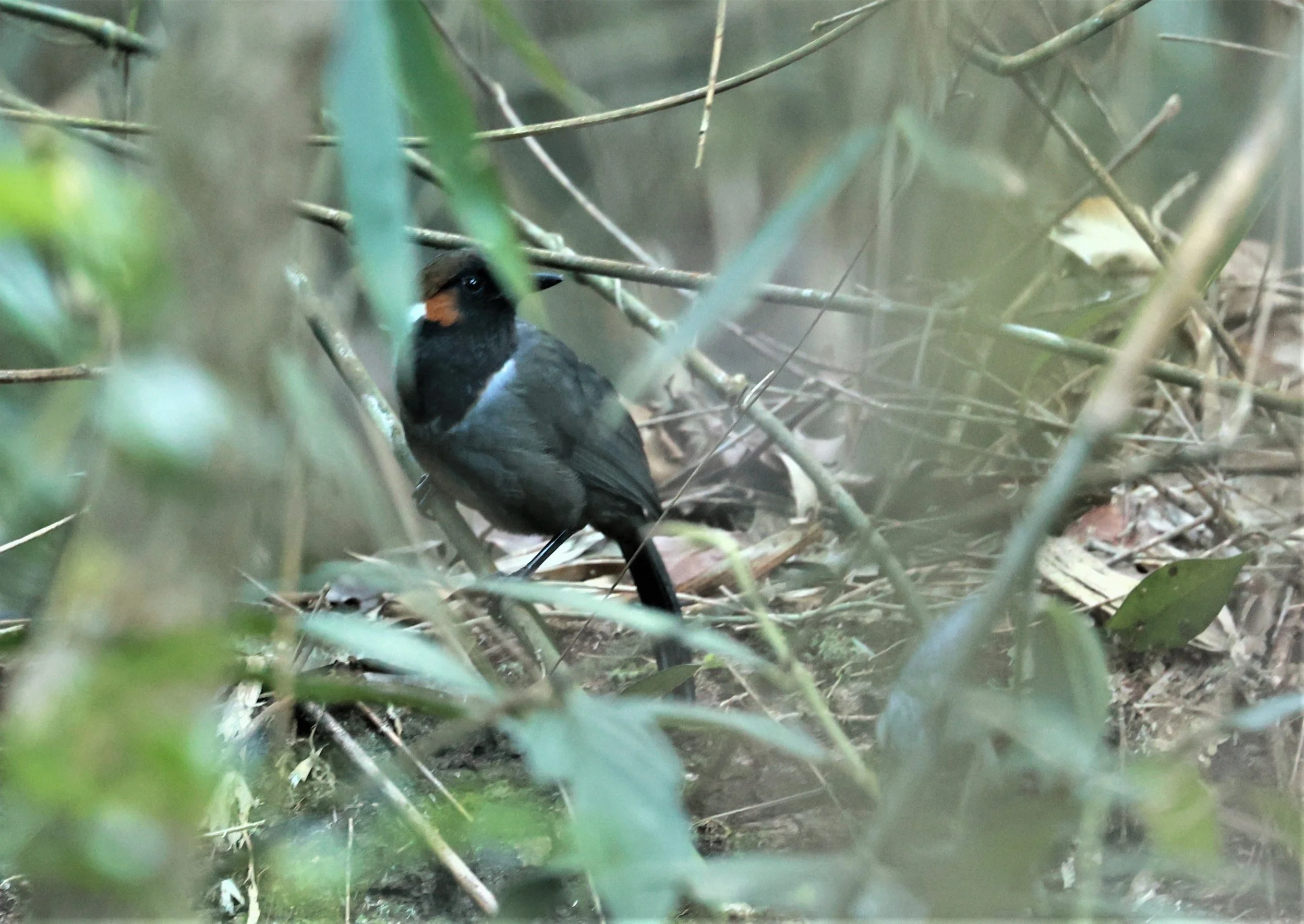 LAUGHINGTHRUSH - WHITE-NECKED LAUGHINGTHRUSH - Garrulax strepitans - Phu Luang Wildlife Reserve Loei Province (16).jpg