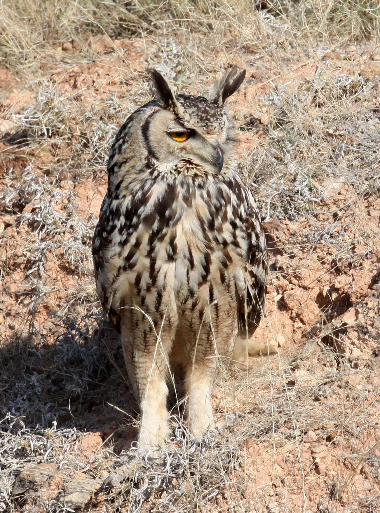 Bubo bengalensis - INDIAN EAGLE OWL - LITTLE RANN OF KUTCH GUJARAT INDIA (45).JPG