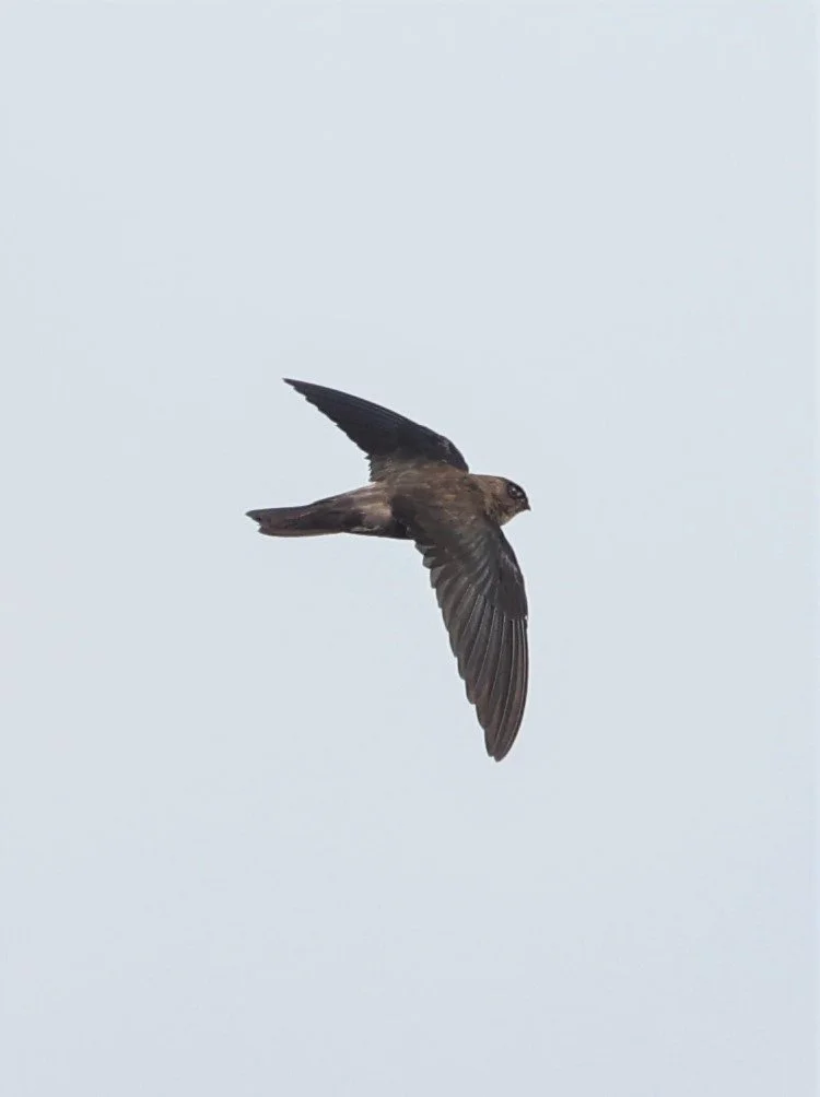 Germain's Swiftlet (Aerodramus germani) Thap Yao Rice Fields Lat Krabang Thailand (14).jpg