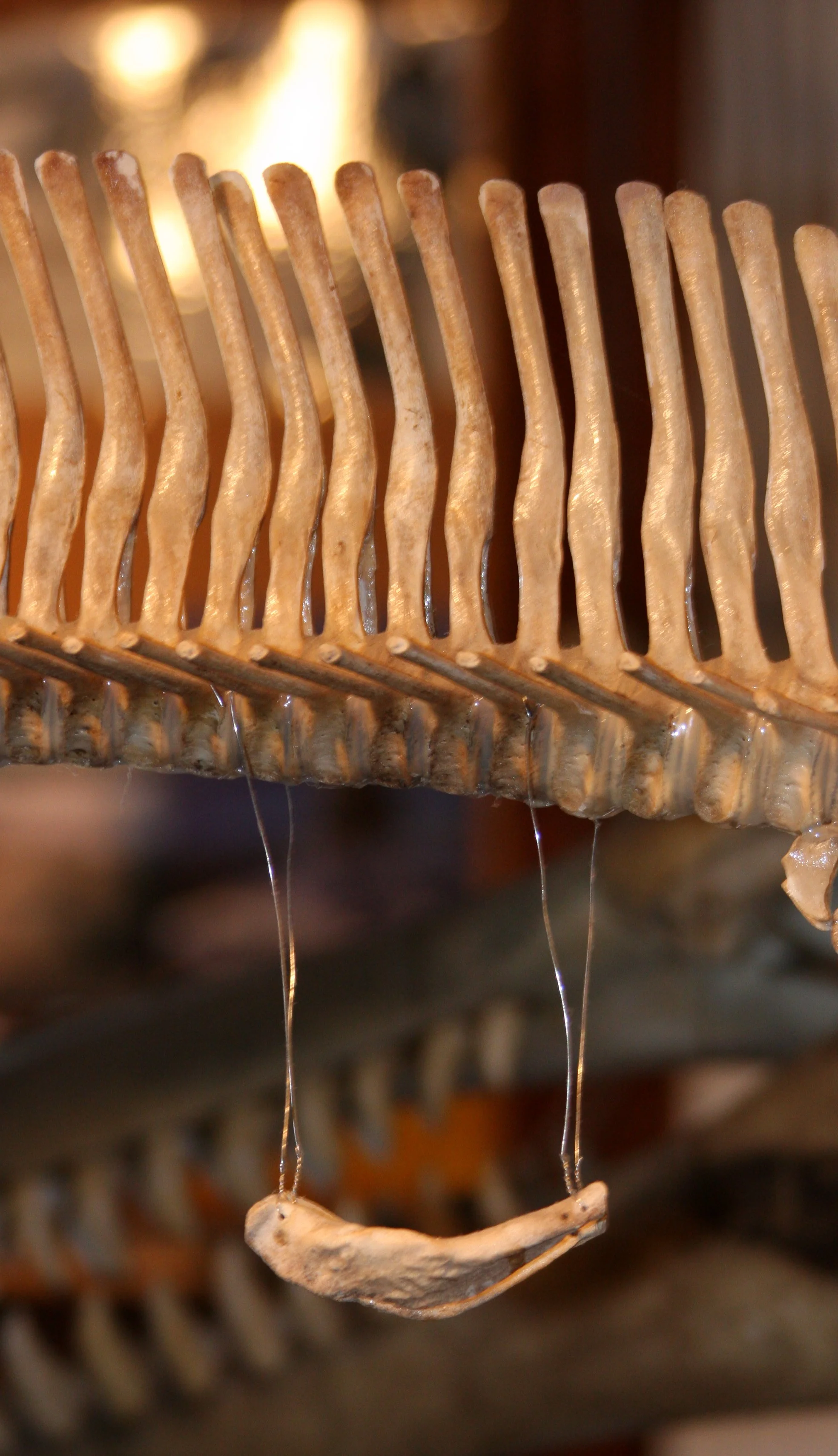 TELEGRAPH COVE BC (4).JPG