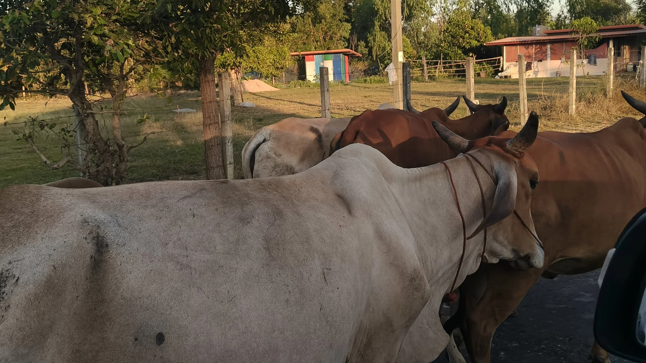Wat Burapha Ku Ka Singh - Roi Et (31).jpg