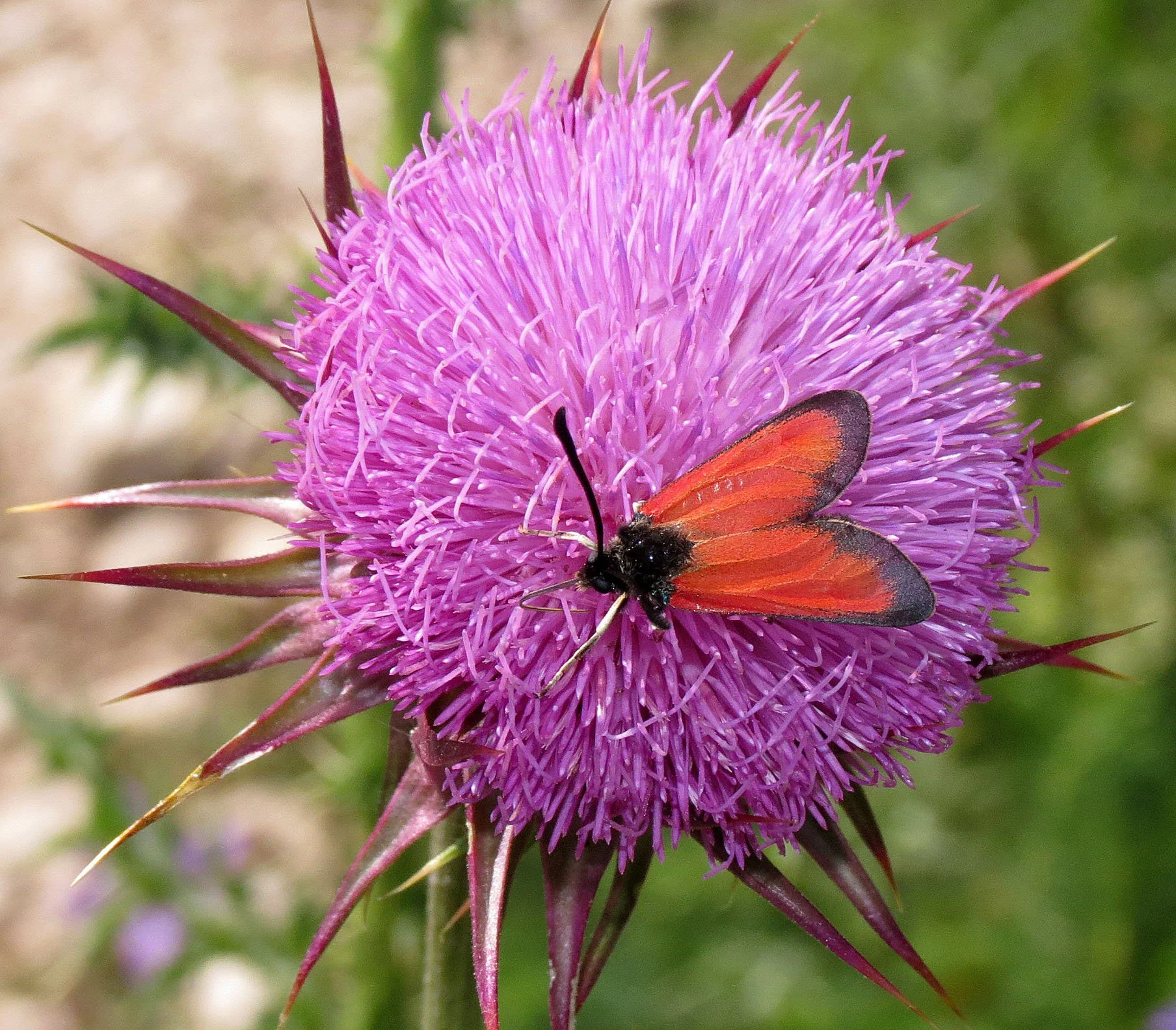 ABRUZZO NATIONAL PARK ITALY (53).JPG