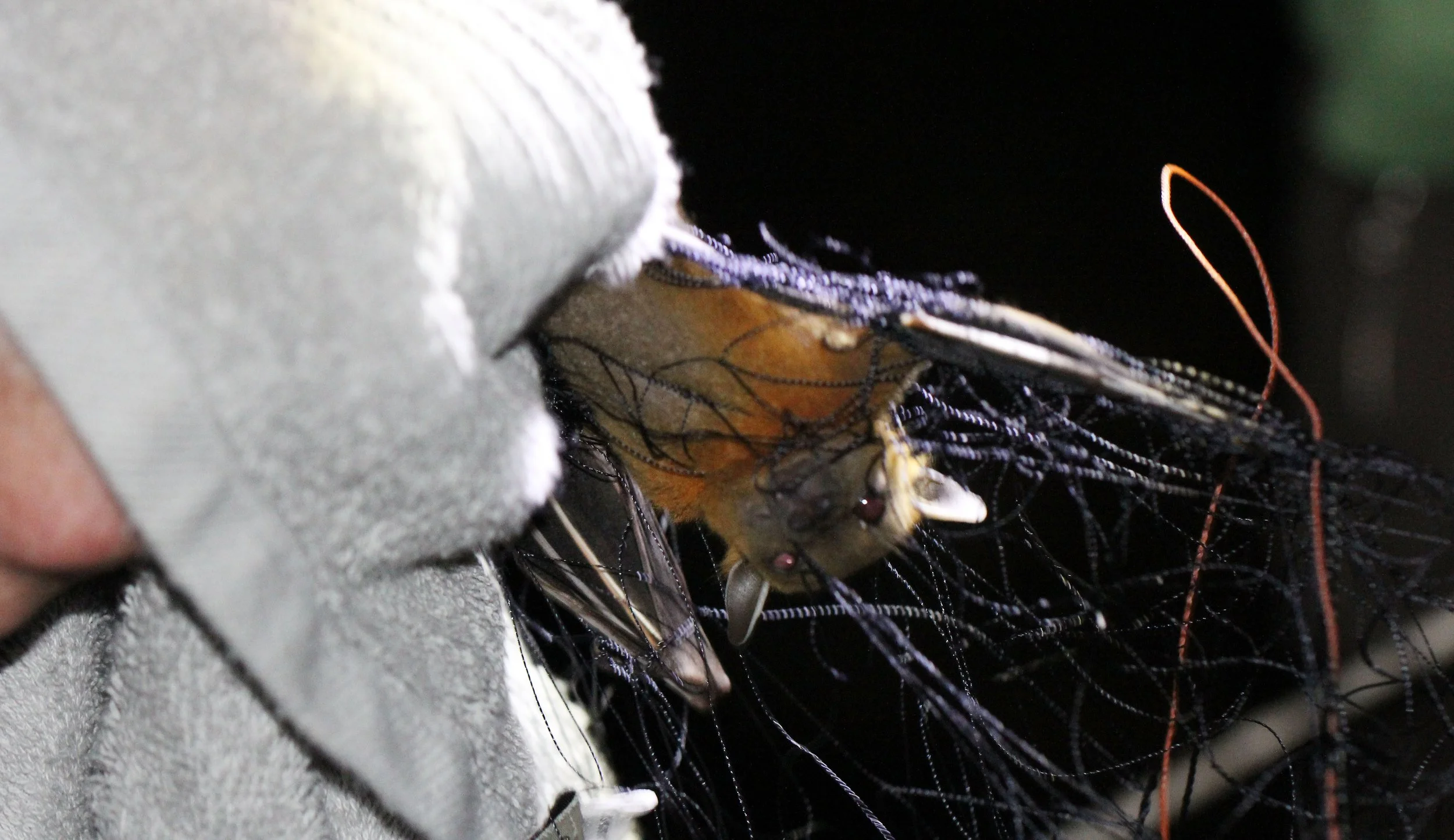 FRUIT BAT - SUNDA SHORT-NOSED FRUIT BAT - Cynopterus cf. brachyotis -  BATS IN NETS - KOH LANTA THAILAND (4).JPG