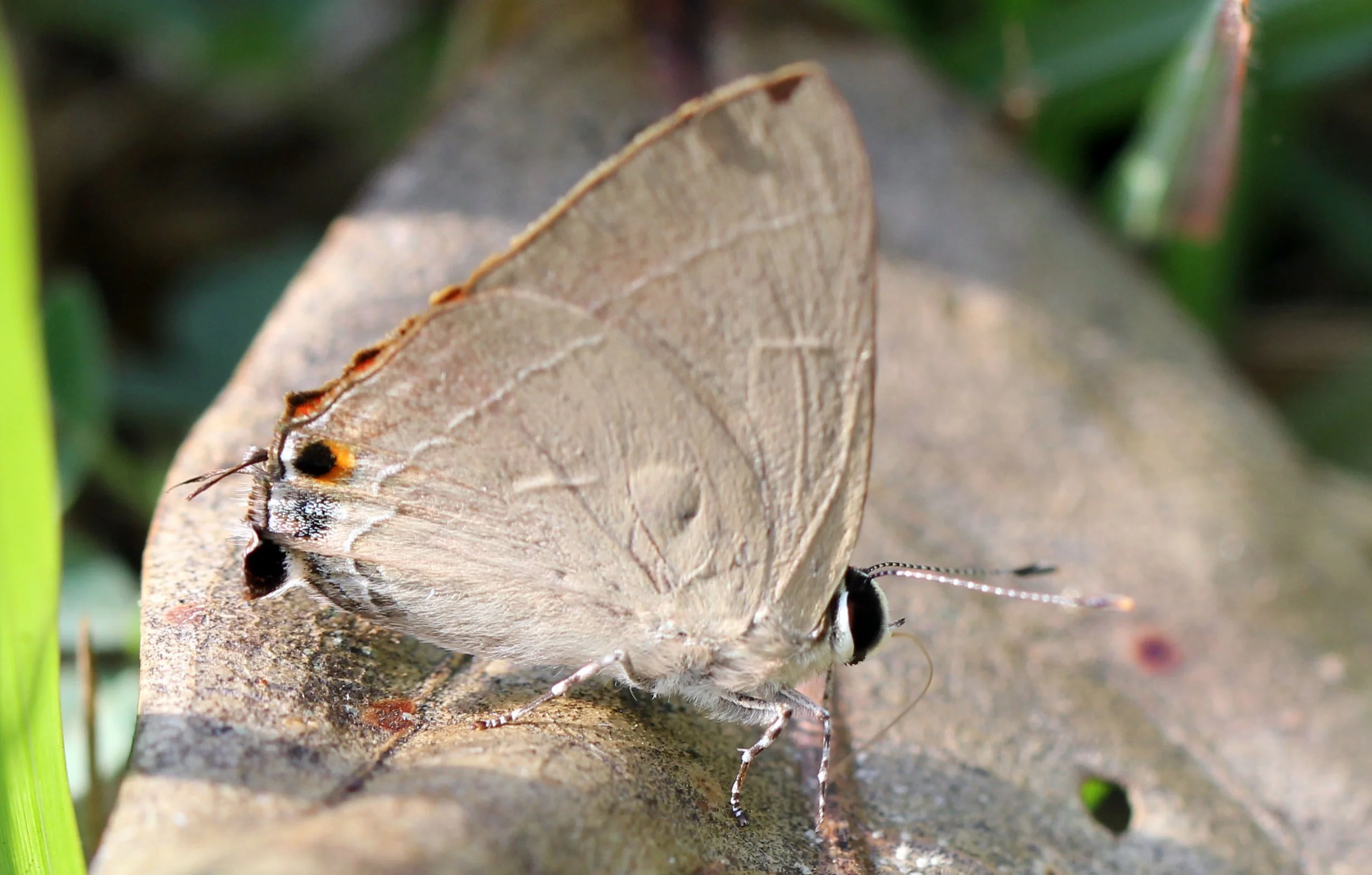 Lycaenidae - Prosotas species - Huai Kha Khaeng, Thailand