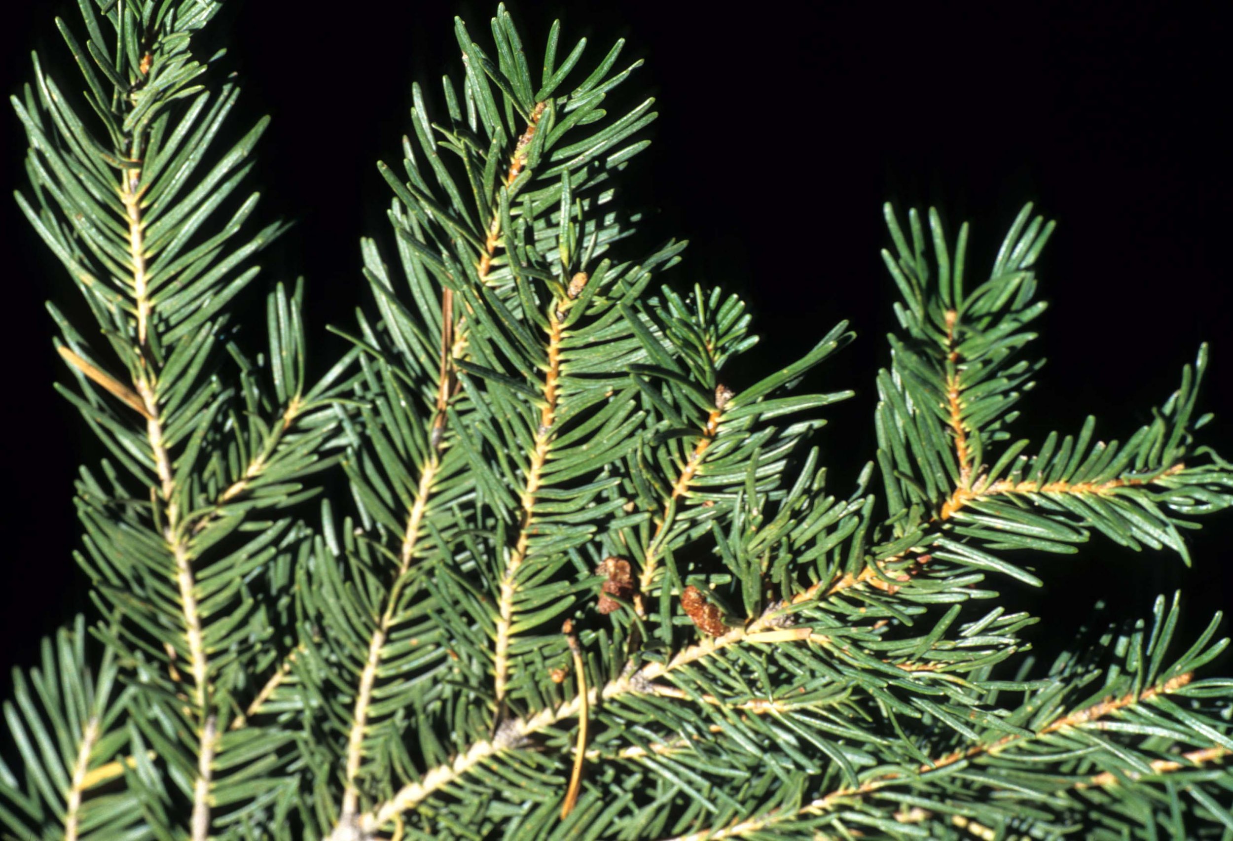 CALIFORNIA - SIERRA - PLANT SPECIES A (2).jpg