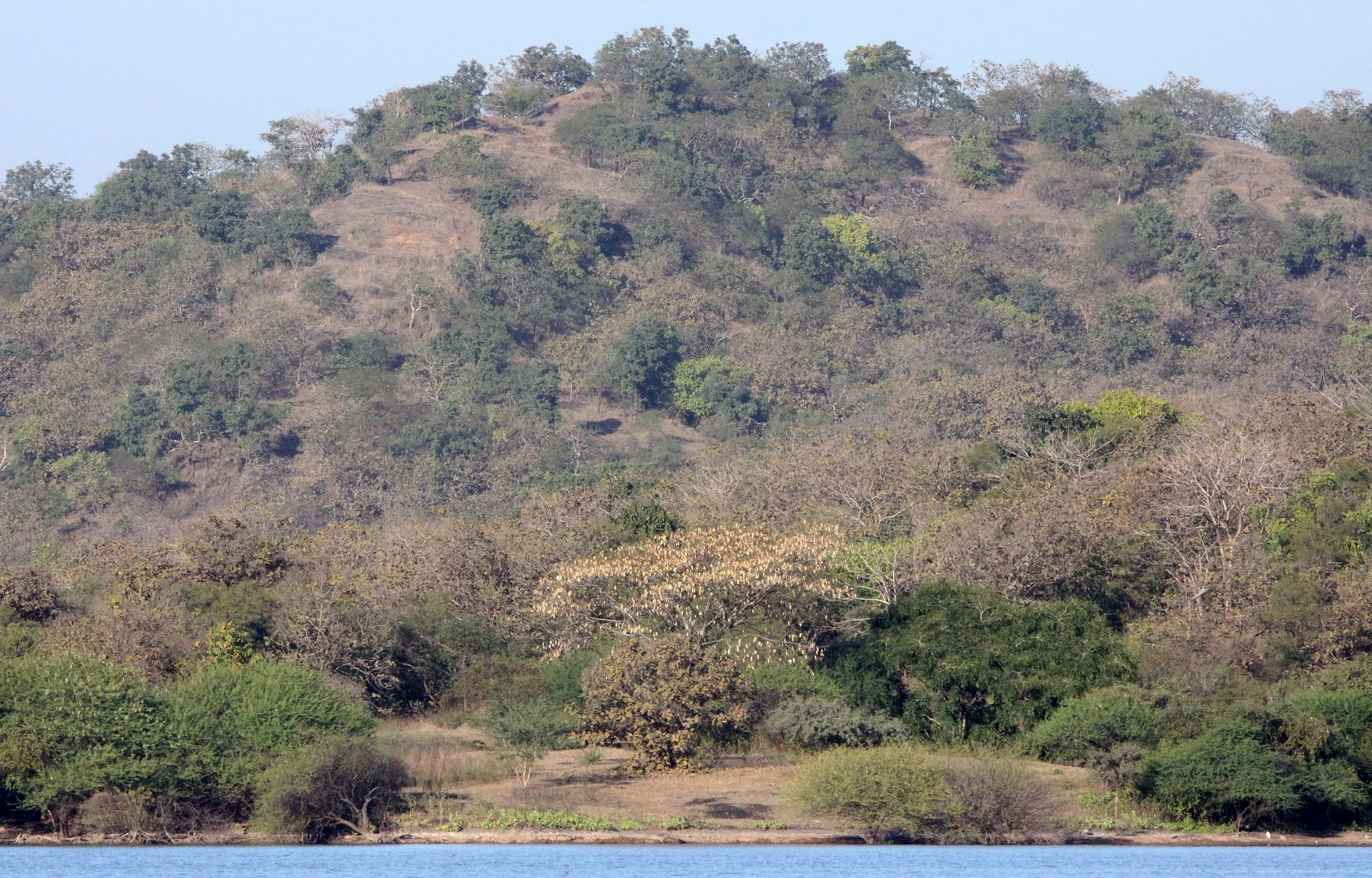 GUJARAT - GIR FOREST GUJARAT INDIA (7).JPG