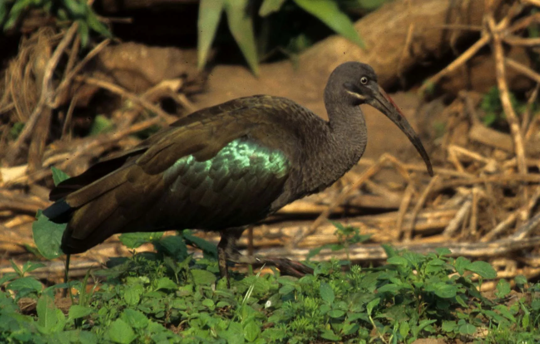 IBIS - HADADA IBIS - Bostrychia hagedash - RWANDA (12).jpg