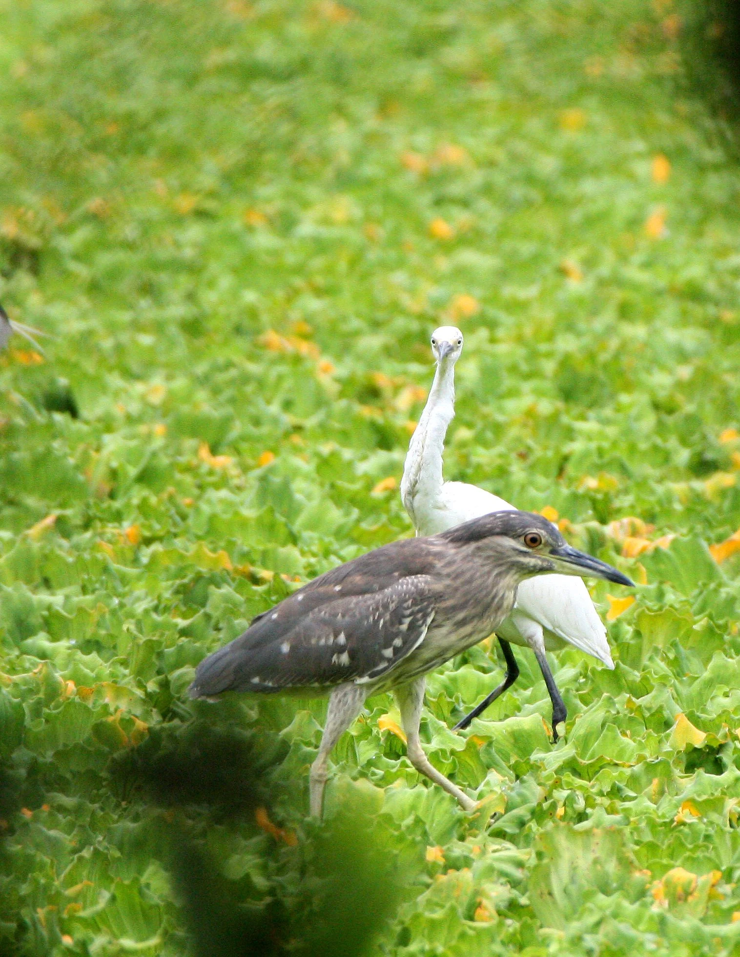 HERON - BLACK-CROWNED NIGHT HERON - Nycticorax nycticorax - NAKHON WETLANDS THAILAND (15).JPG