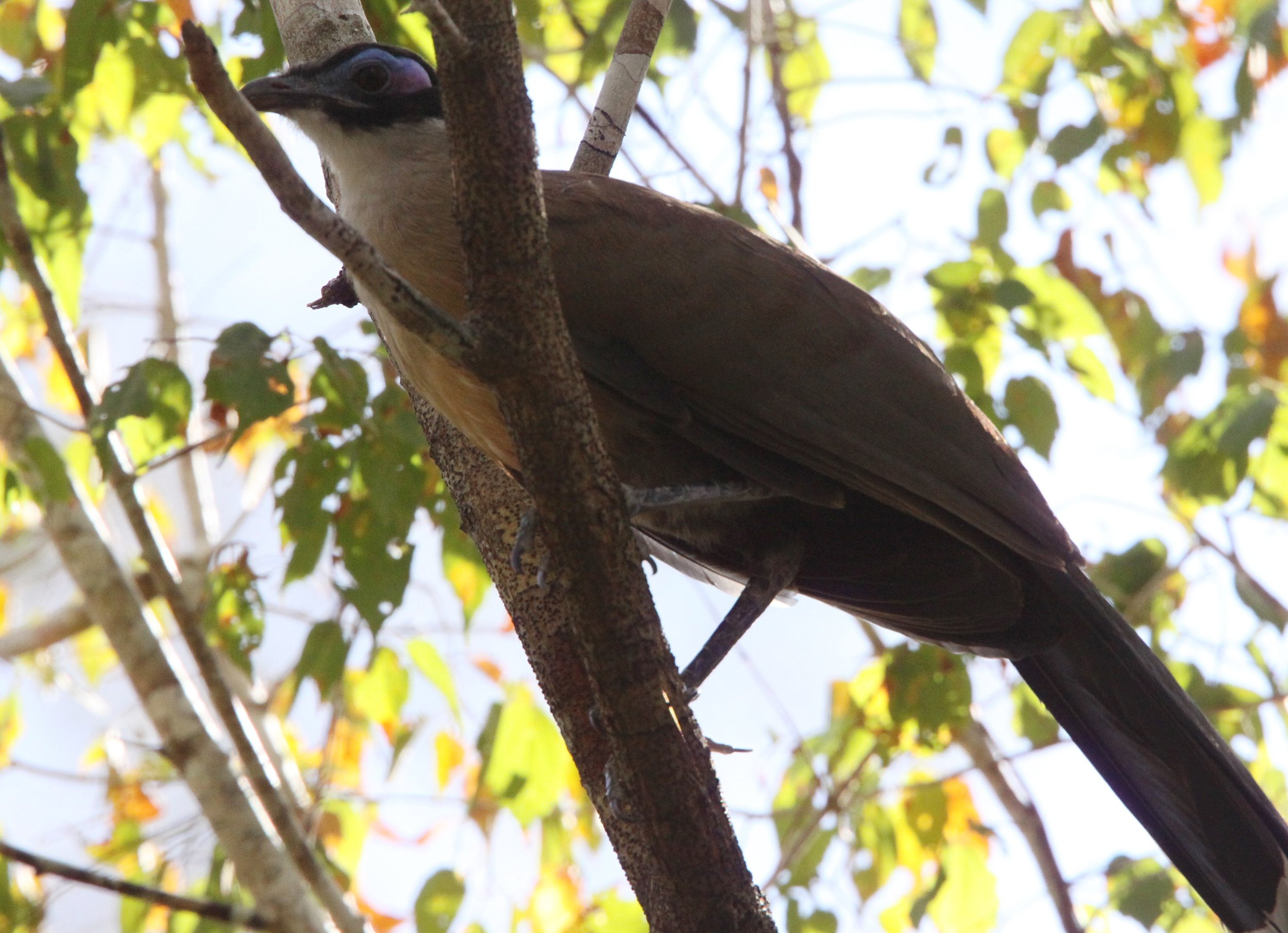 Giant Coua (Coua gigas) Kirindy NP Madagascar (1).JPG
