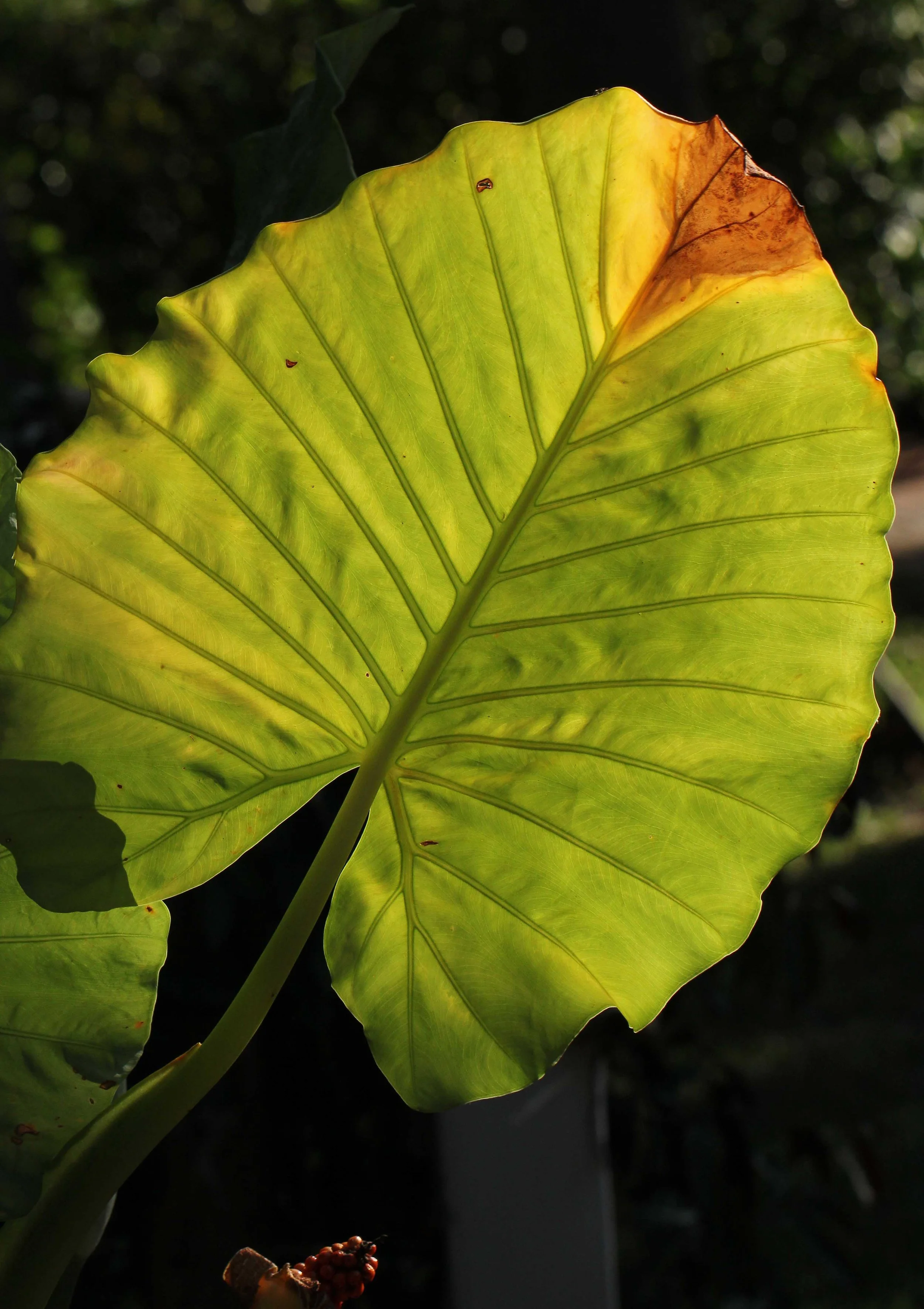 2015 Koh Lanta Songkran with friends from ISB (555).JPG