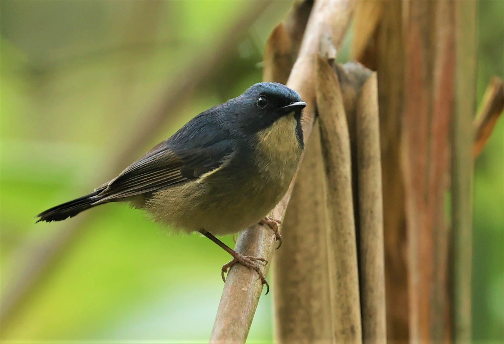 FLYCATCHER - SLATY-BLUE FLYCATCHER - Ficedula tricolor - DOI SAN JU (DOI LANG WEST) FEB 2022 (16).jpg