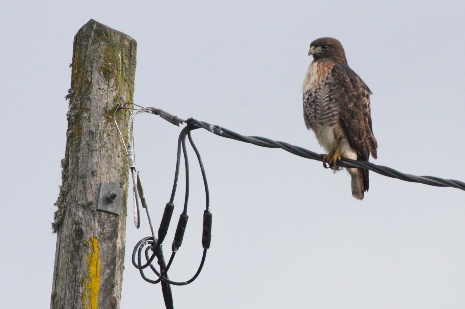 BIRD - HAWK - RED-TAILED HAWK - JAMESTOWN WA (36).JPG