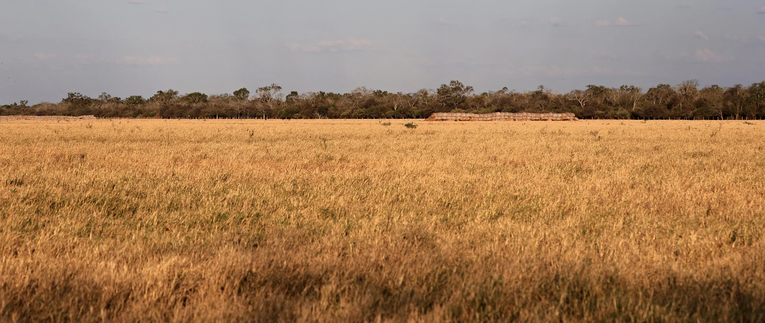 Too much land has been cleared for soy and wheat