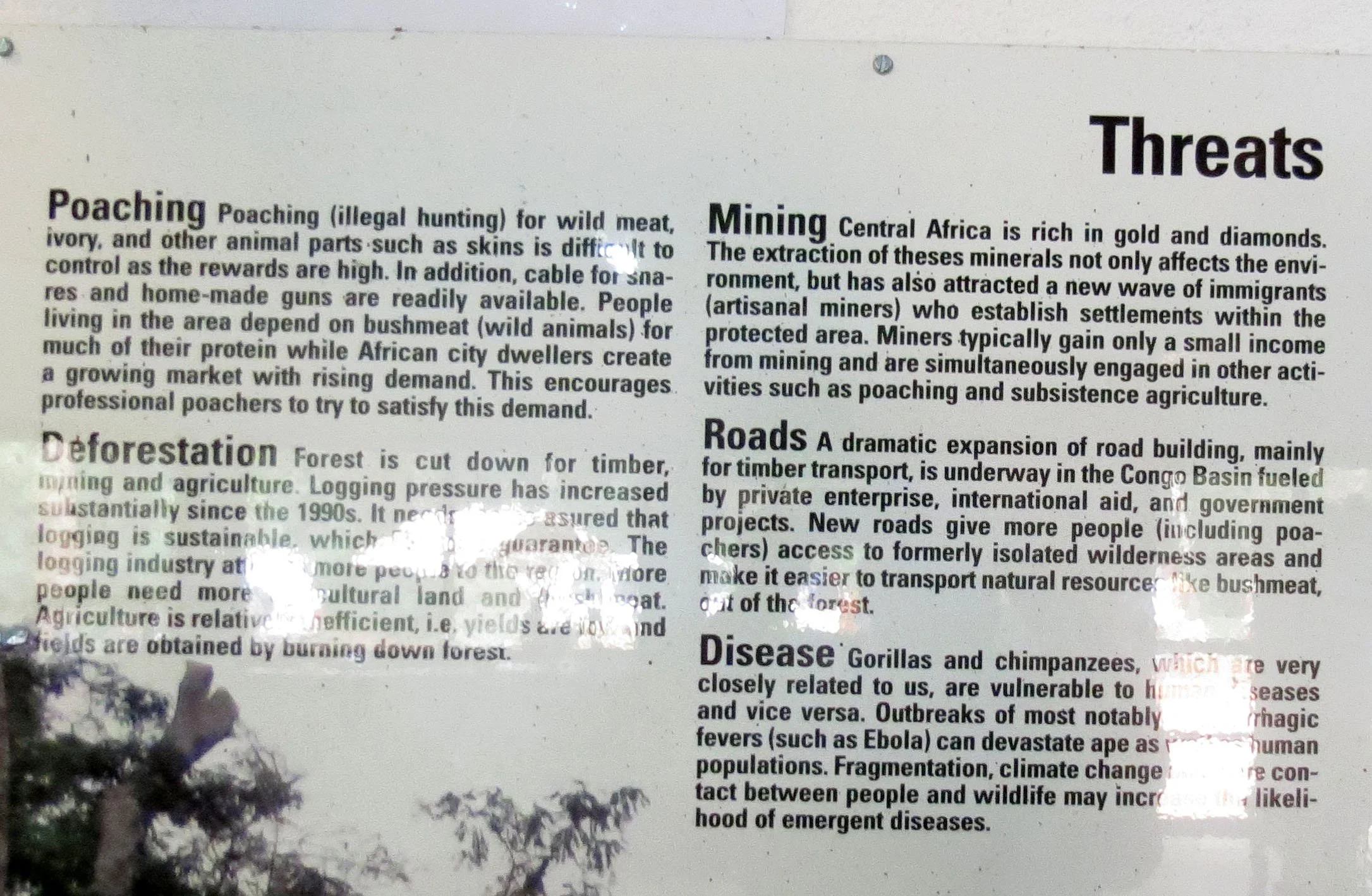 DZANGA NDOKI NATIONAL PARK CENTRAL AFRICAN REPUBLIC (67).JPG