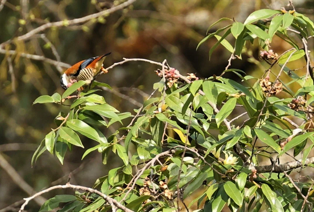 CUTIA - HIMALAYAN CUTIA - Cutia nipalensis - DOI LANG WEST, DOI PHA HOM KHA NP, CHIANG MAI DEC 2021 (4).jpg