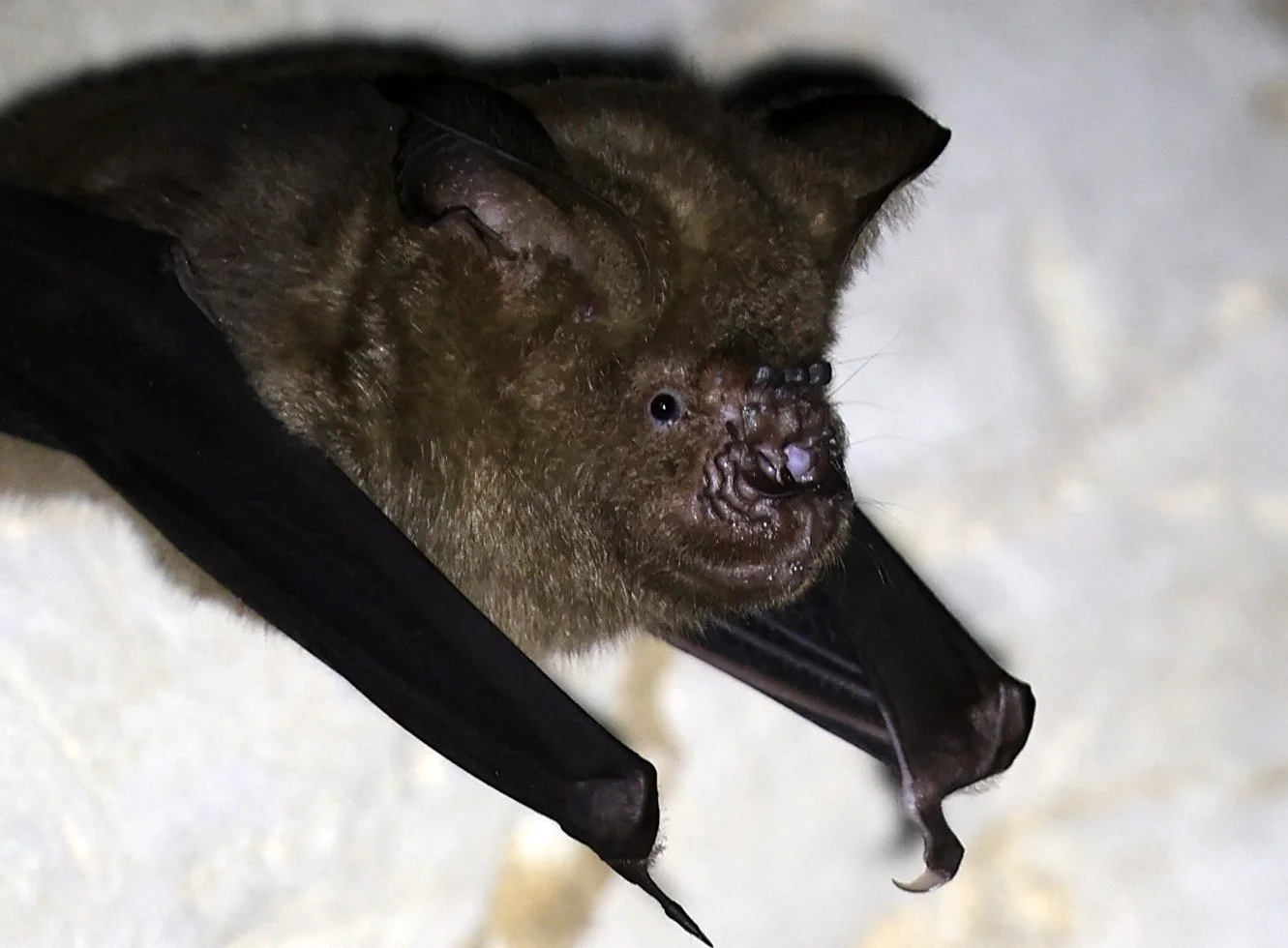 Great Himalayan Leaf-nosed Bat (Hipposideros armiger) Wat Sa Nam Sai Temple Pak Chong Thailand (10).jpg