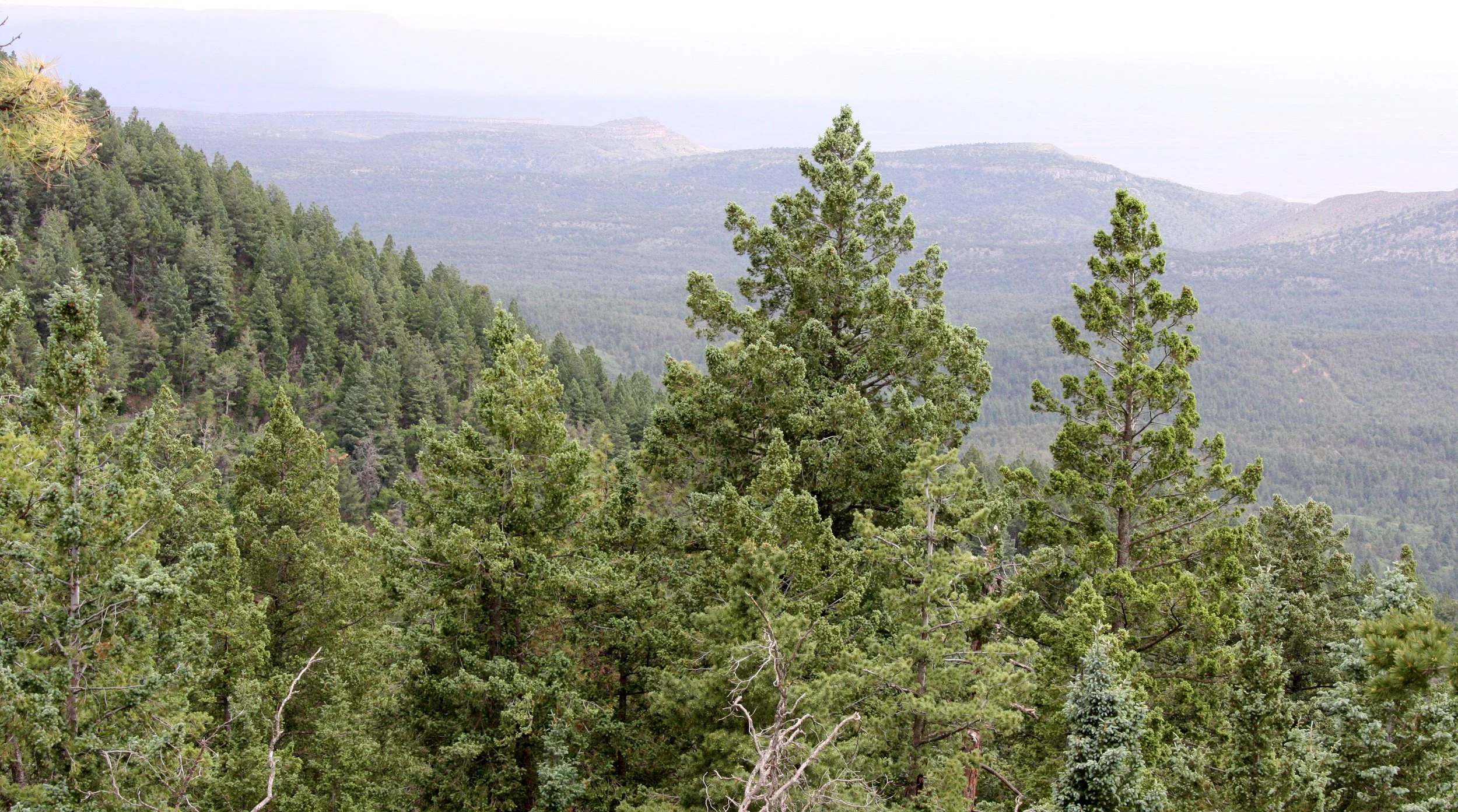 SACRAMENTO MOUNTAINS NEW MEXICO - MIXED CONNIFER - PINUS QUERCUS COMMUNITY (3).JPG