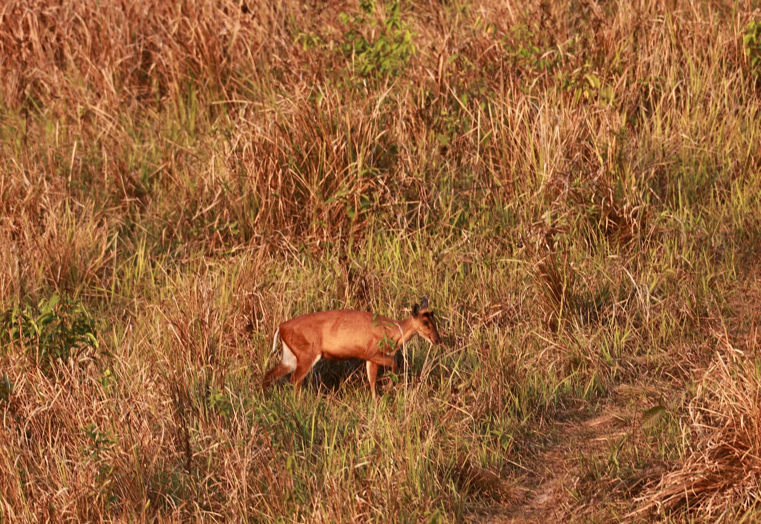 Southern Red Muntjac (Muntiacus muntjak) Khao Yai National Park, Thailand (2).jpg