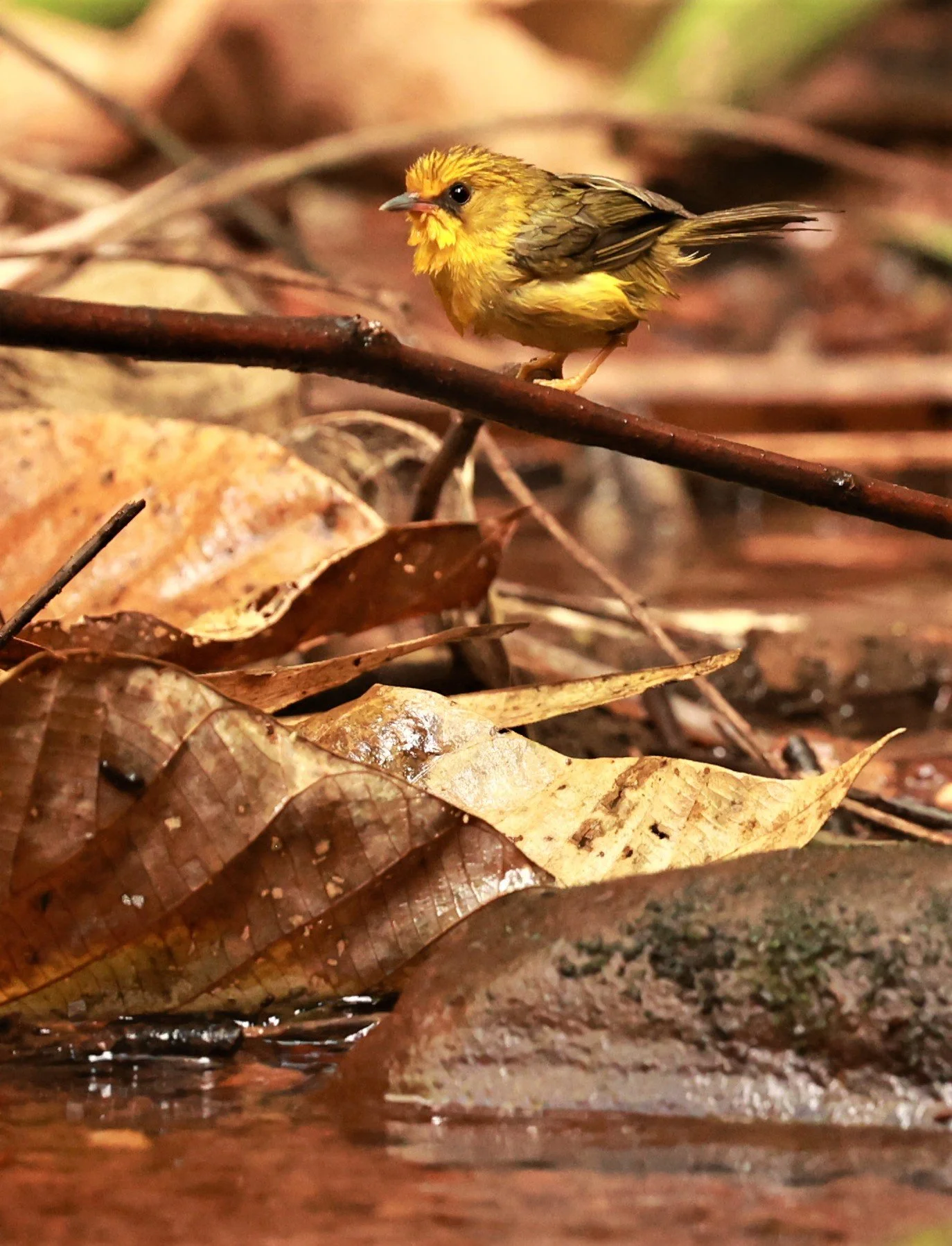 BABBLER - GOLDEN BABBLER  - Cyanoderma chrysaeum - PHU SUAN SAI NATIONAL PARK LOEI PROVINCE (9).jpg